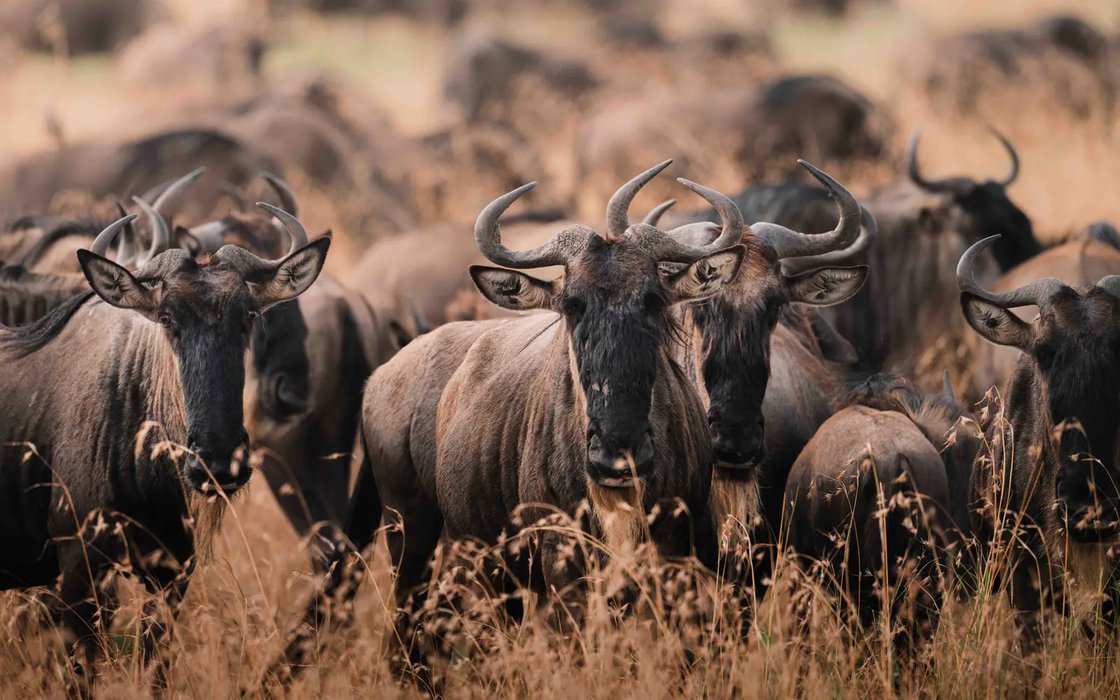 Gnus im goldenen Gras