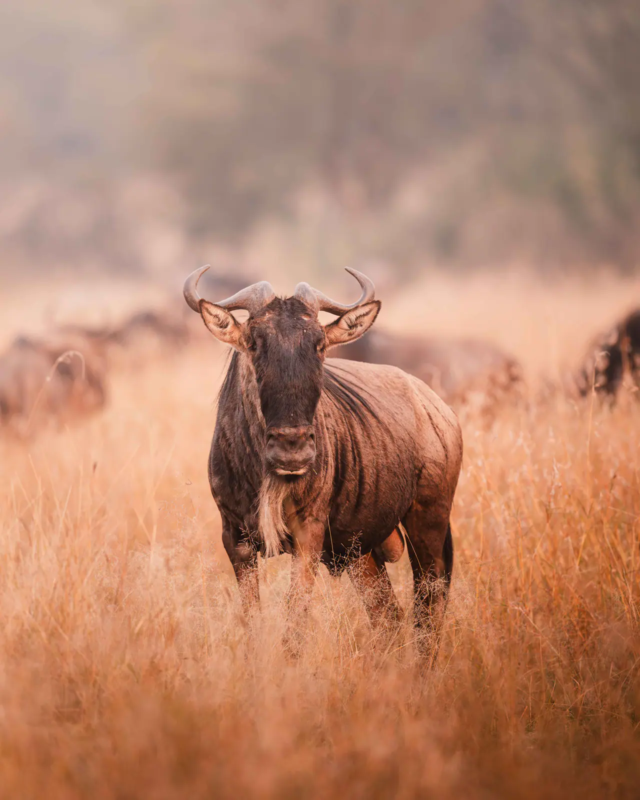 Gnu nell’erba dorata