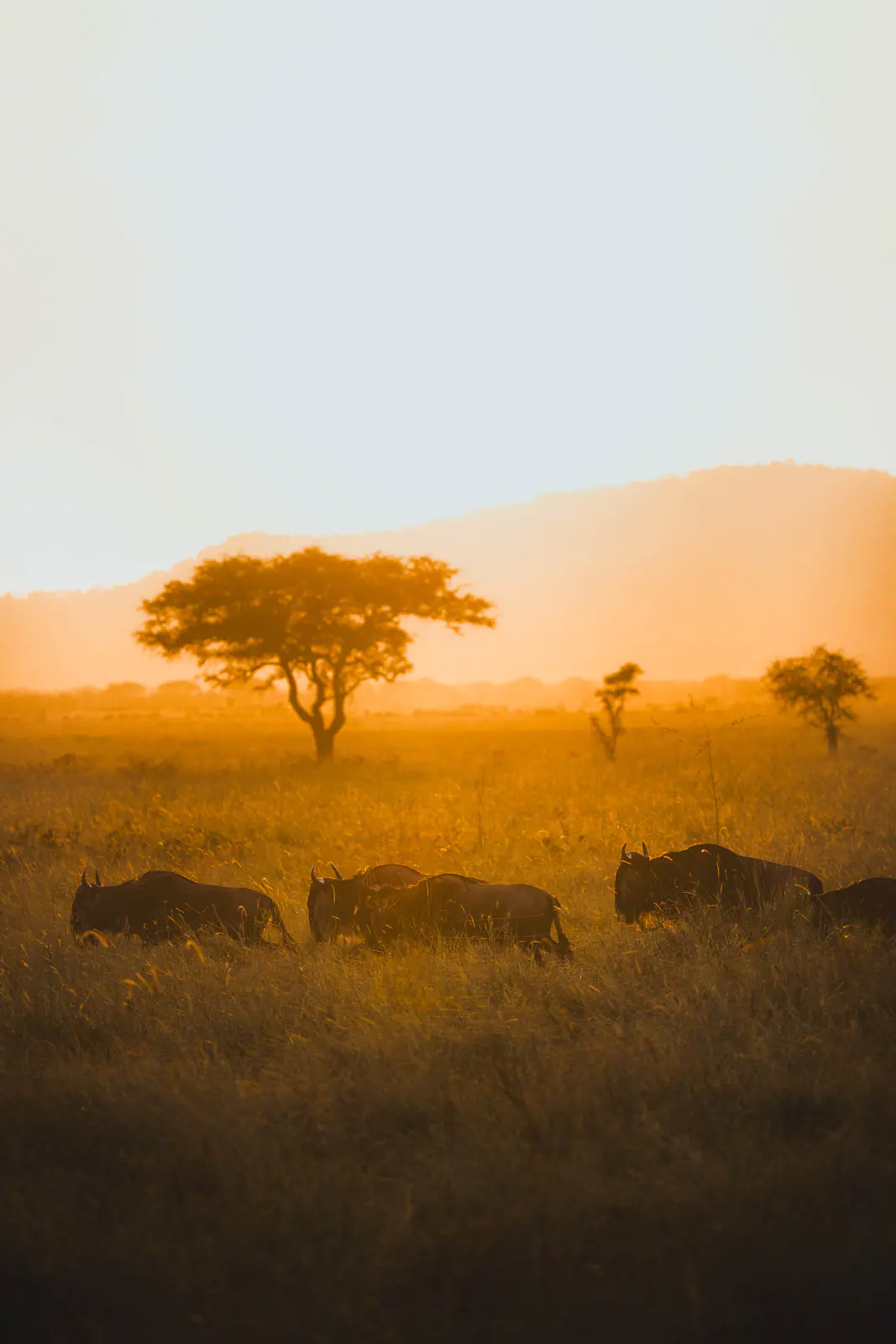 Gnu nell’erba dorata