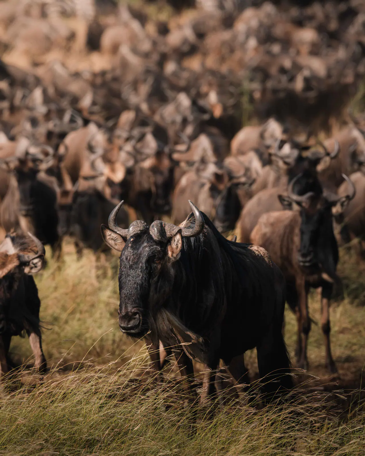 Gnu nell’erba dorata