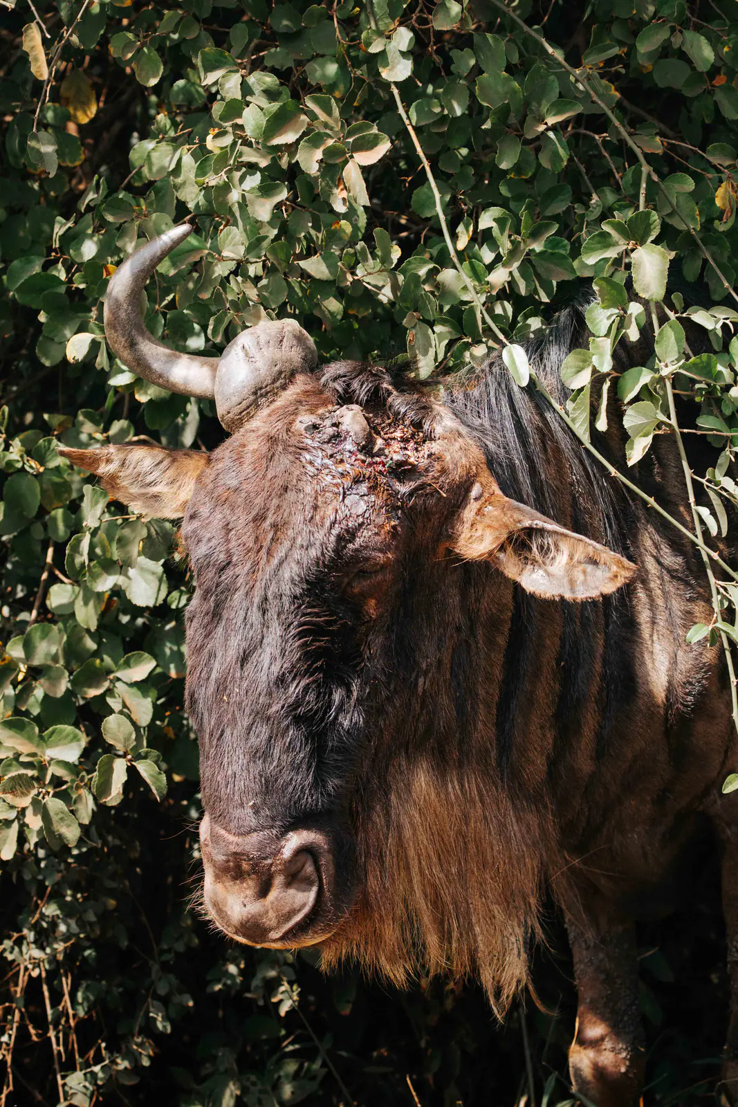 Gnu nell’erba dorata