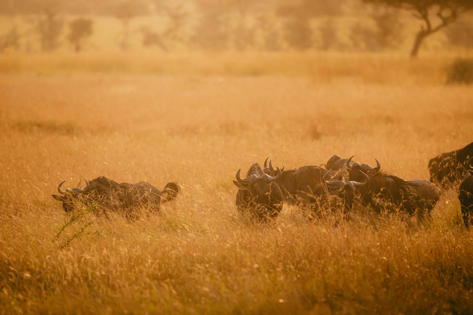Un’immensa mandria di gnu durante la migrazione