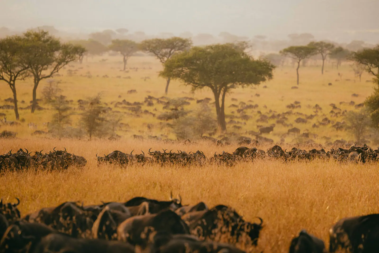 5-Day Serengeti Migration
