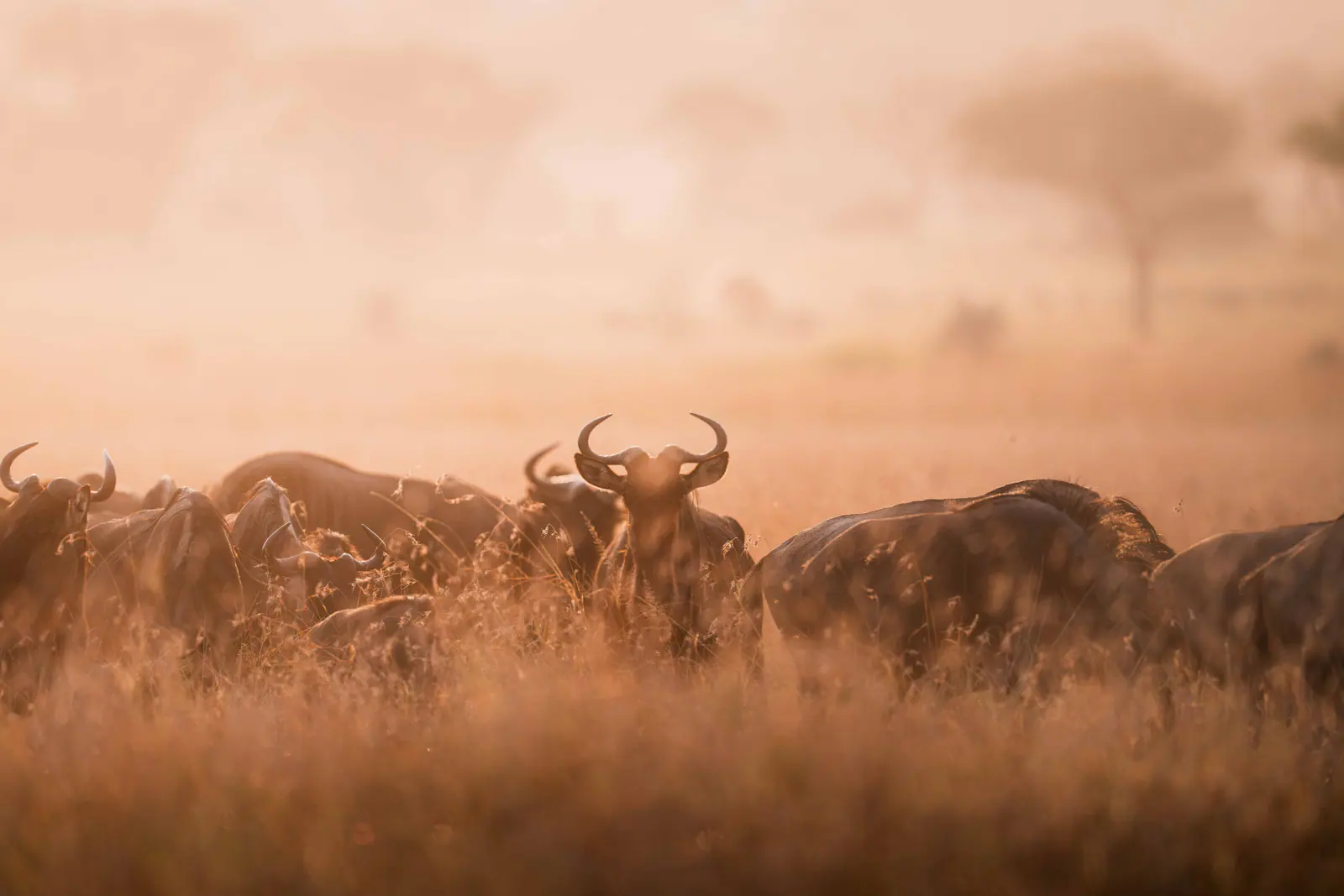 Un’immensa mandria di gnu durante la migrazione