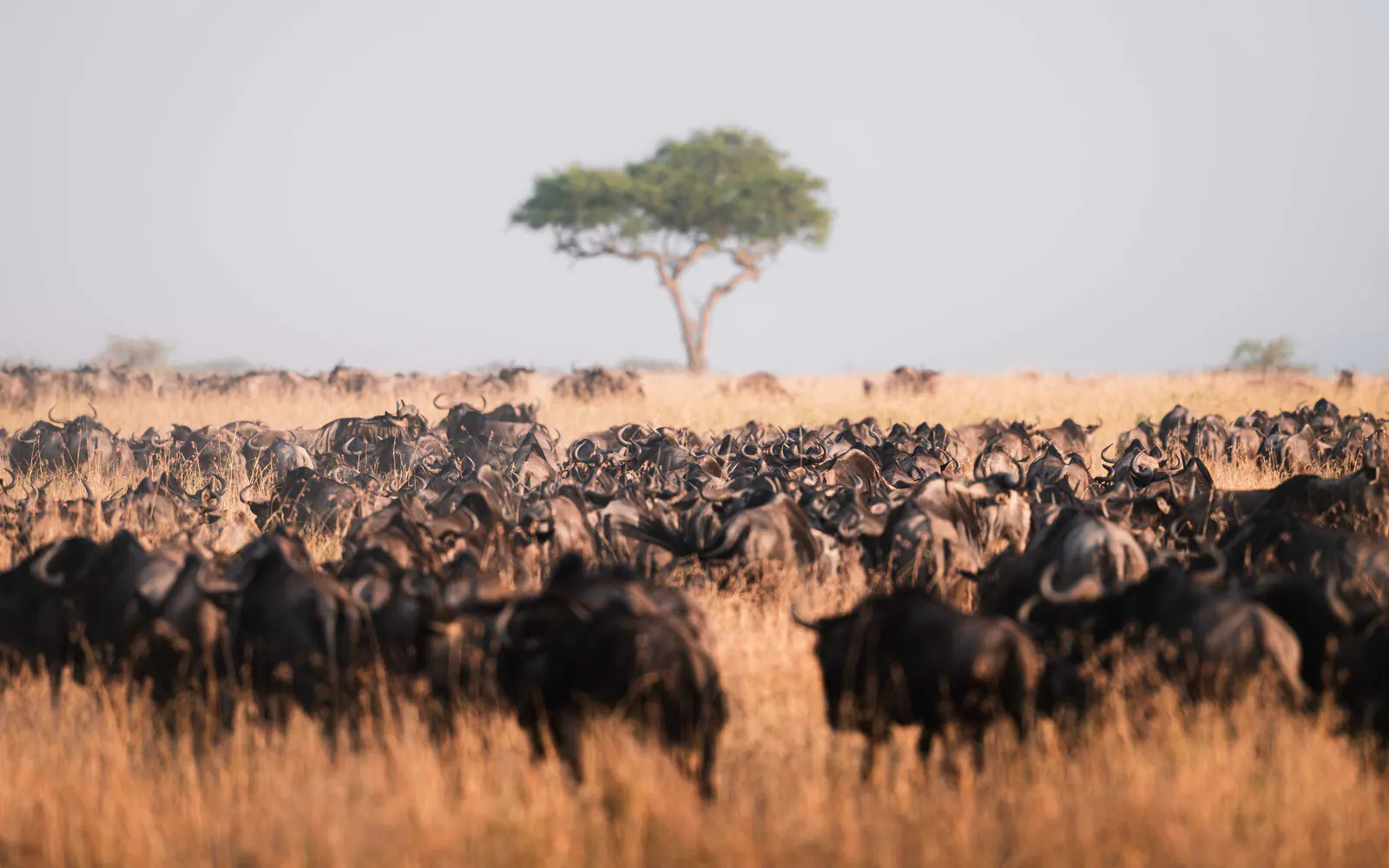 Un’immensa mandria di gnu durante la migrazione