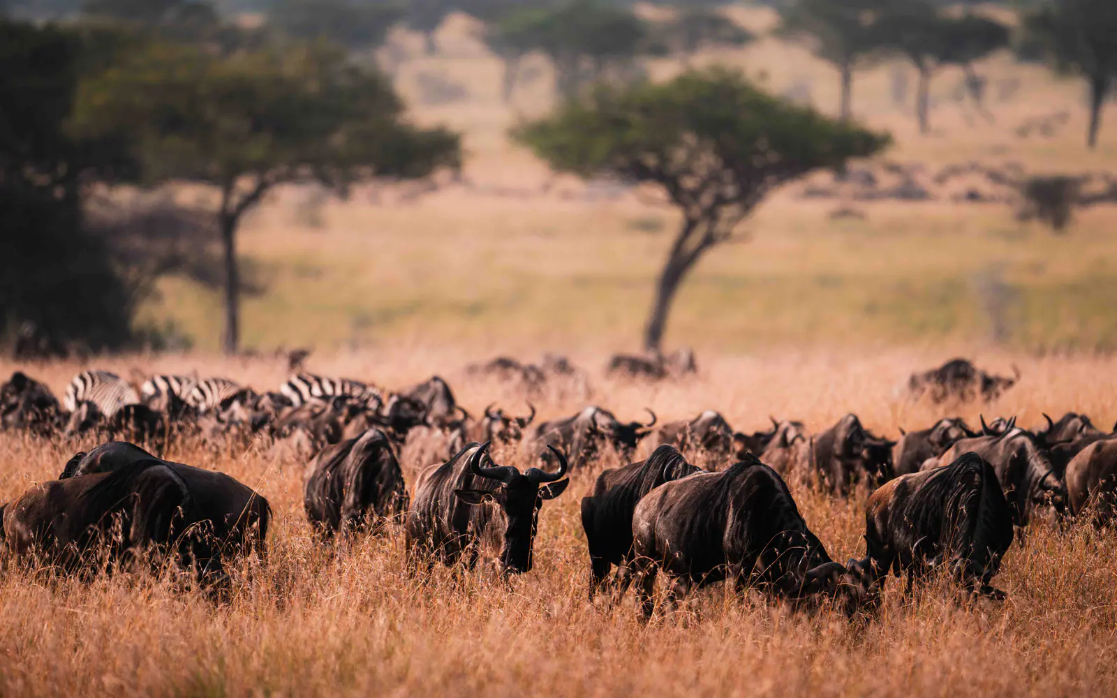 Un’immensa mandria di gnu durante la migrazione