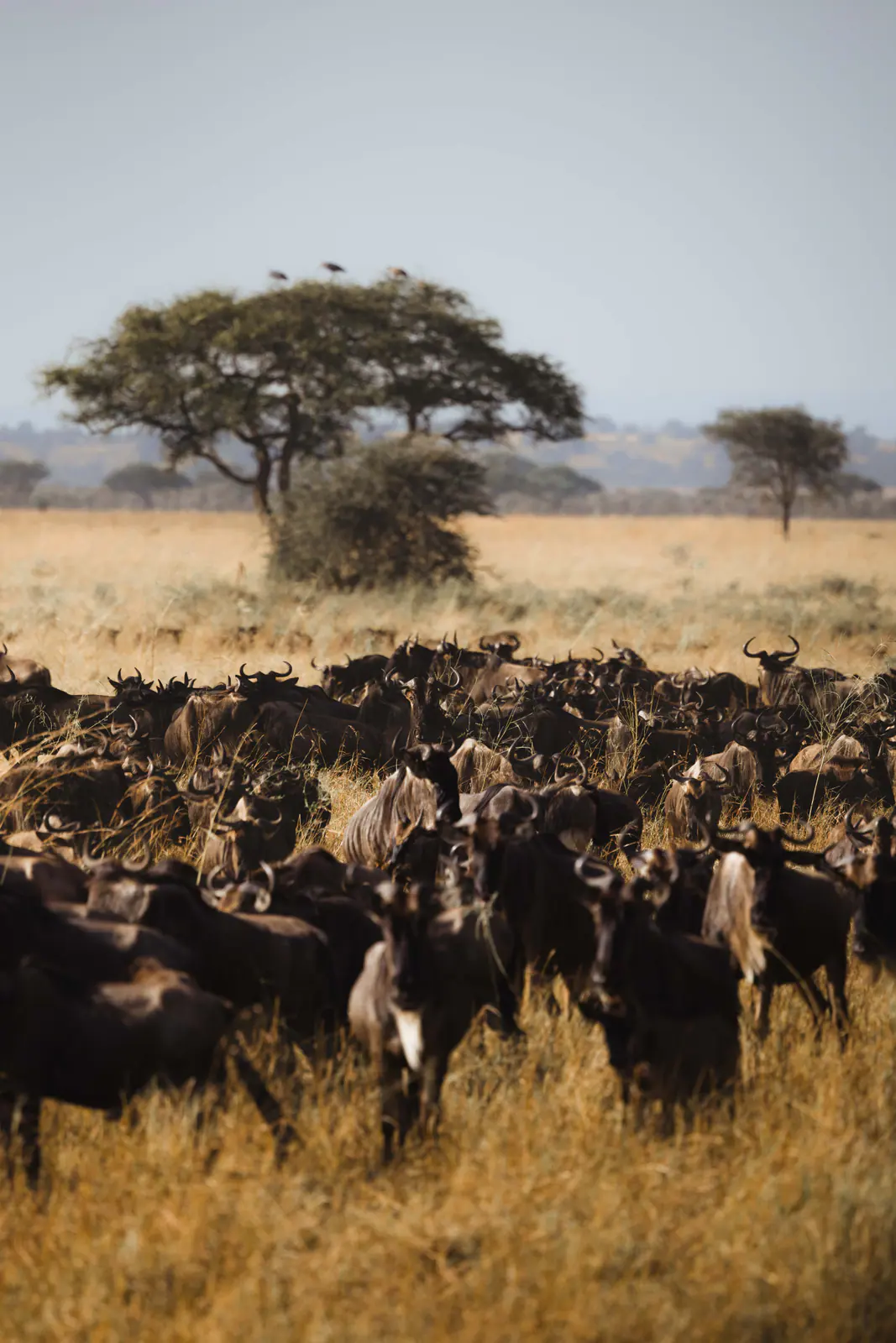 Un’immensa mandria di gnu durante la migrazione
