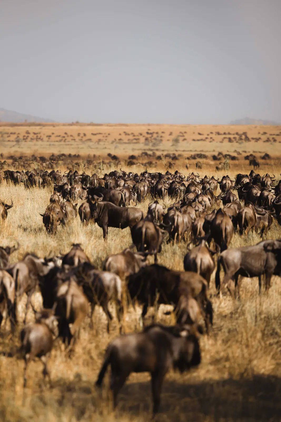 Un’immensa mandria di gnu durante la migrazione