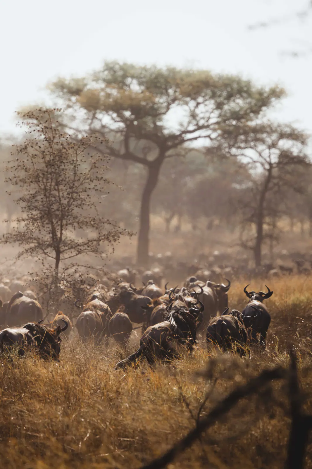 Un’immensa mandria di gnu durante la migrazione