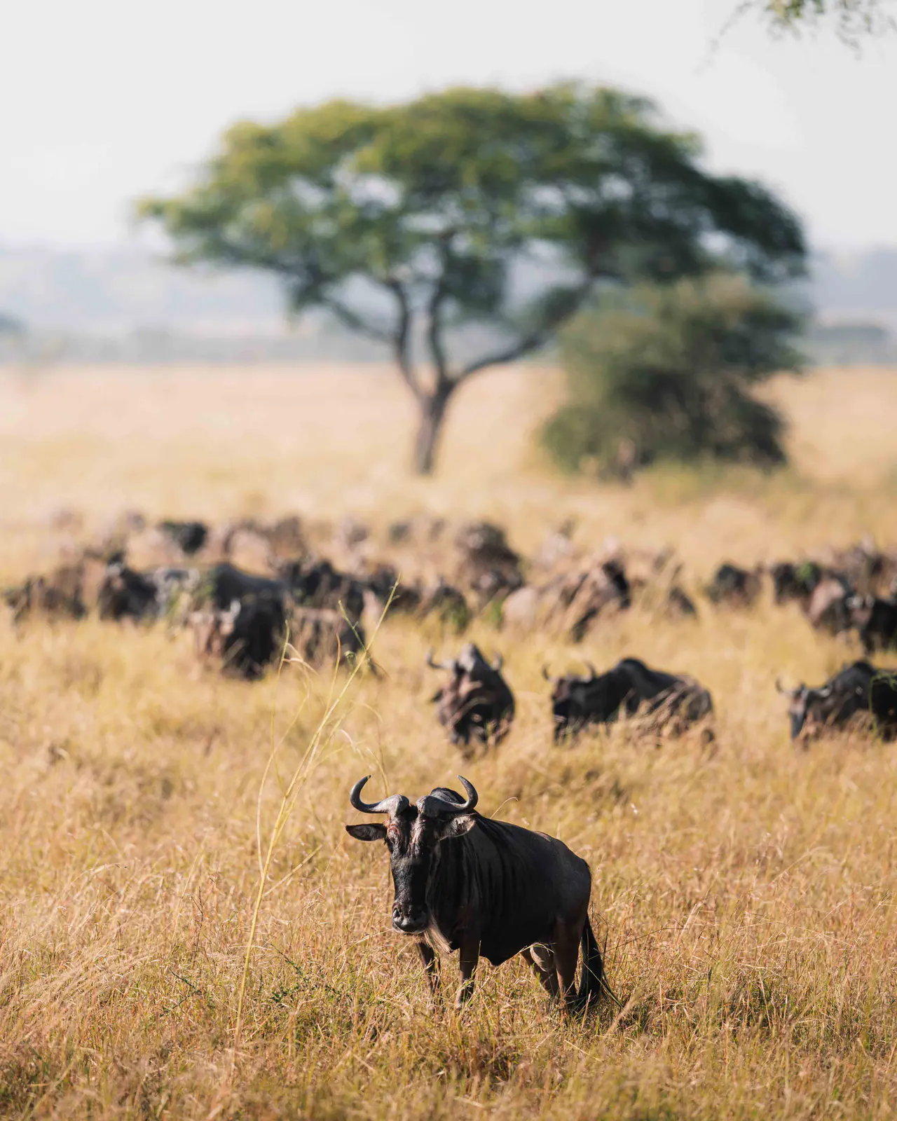 Un’immensa mandria di gnu durante la migrazione