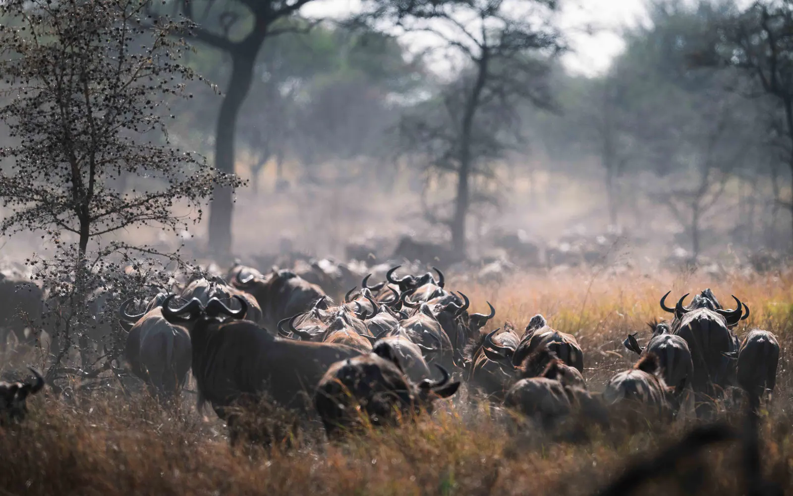 Un’immensa mandria di gnu durante la migrazione