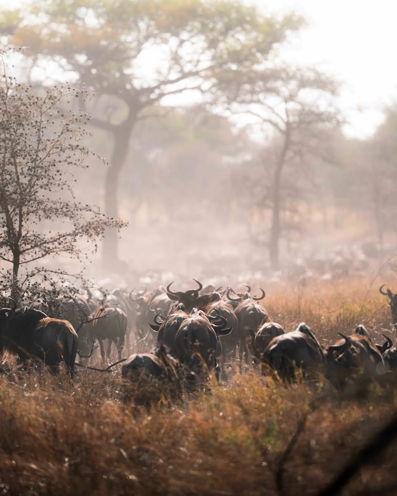 Un’immensa mandria di gnu durante la migrazione