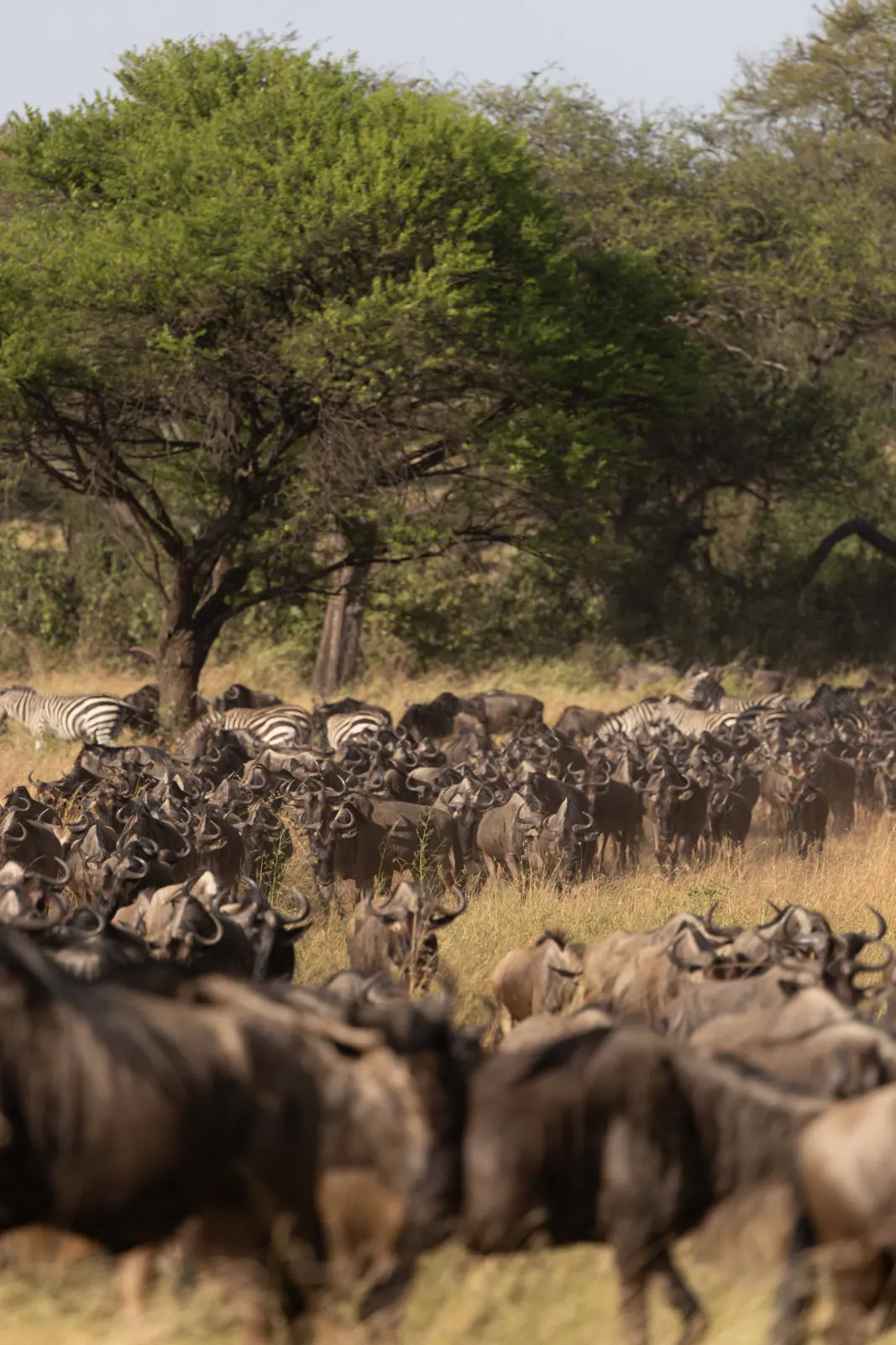 Un’immensa mandria di gnu durante la migrazione