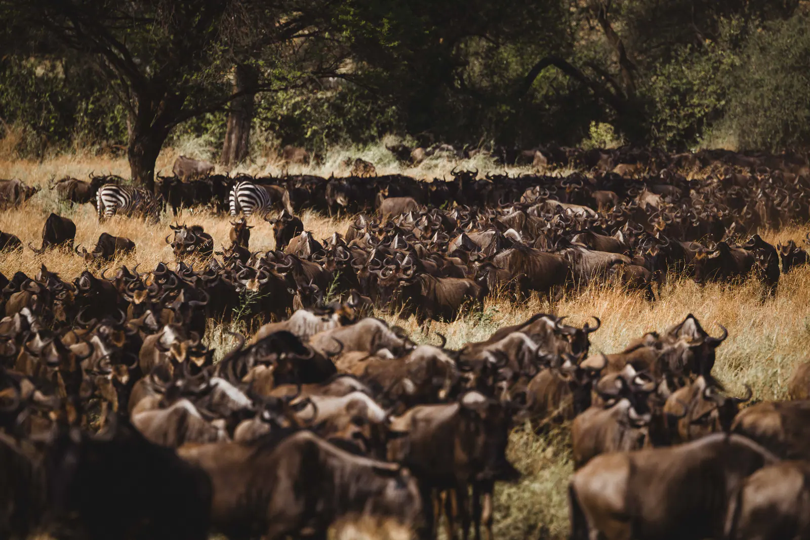 Un’immensa mandria di gnu durante la migrazione