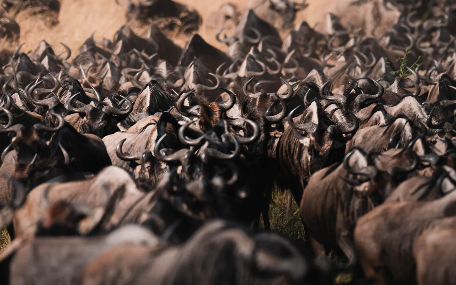 Un’immensa mandria di gnu durante la migrazione