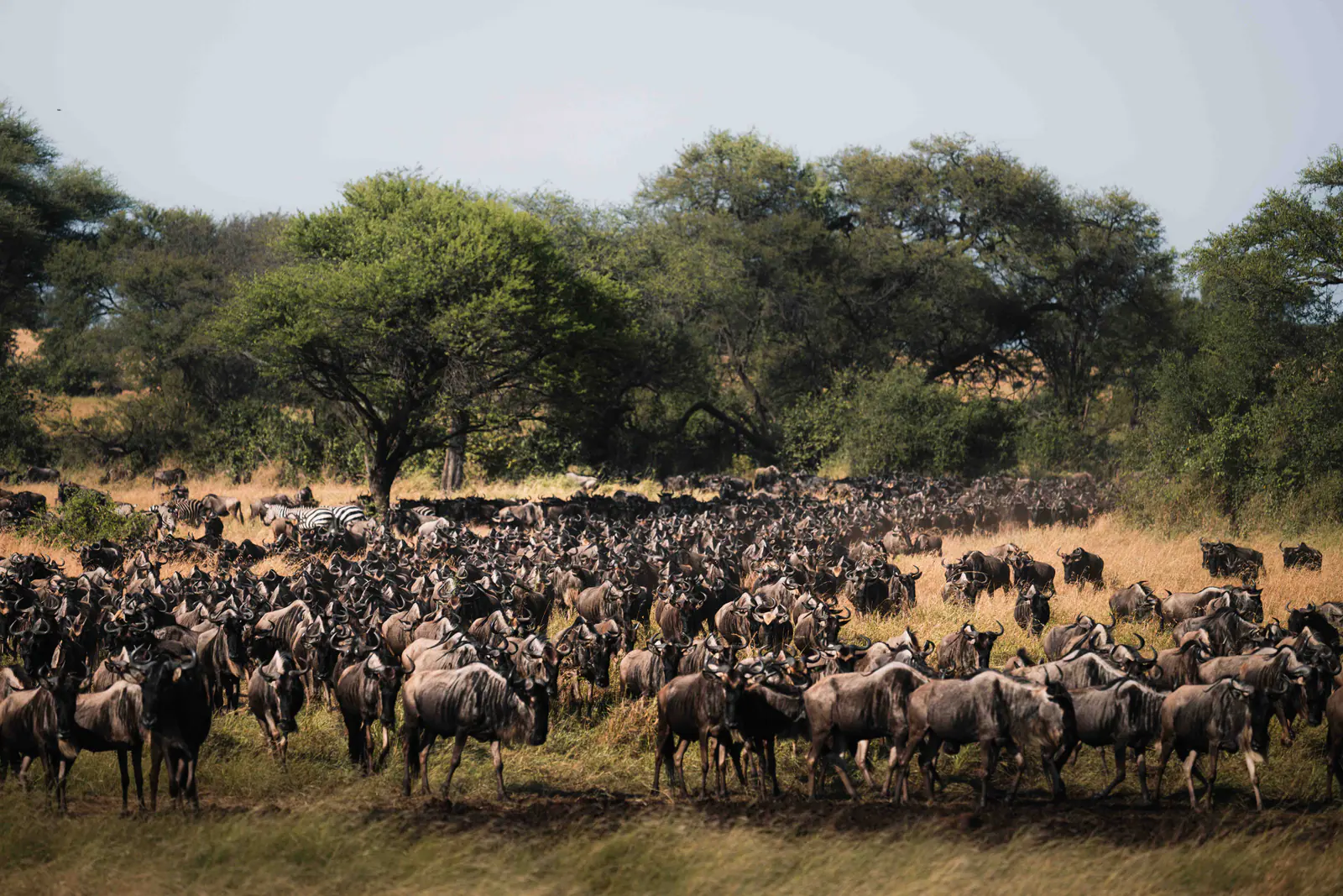 A vast wildebeest herd during the migration