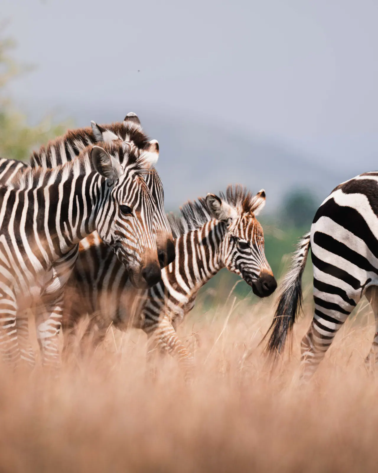 Plains zebra standing in the grass
