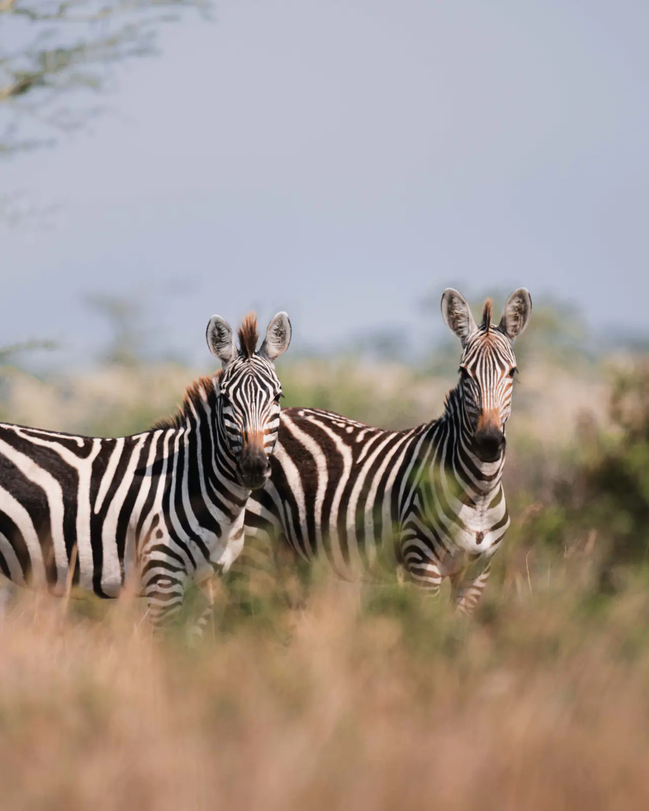 Plains zebra standing in the grass