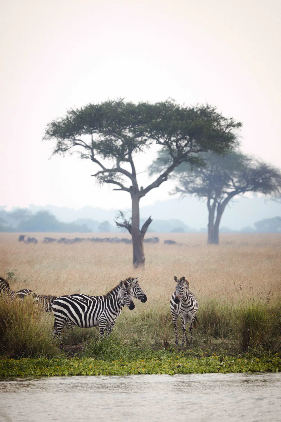 Plains zebra standing in the grass