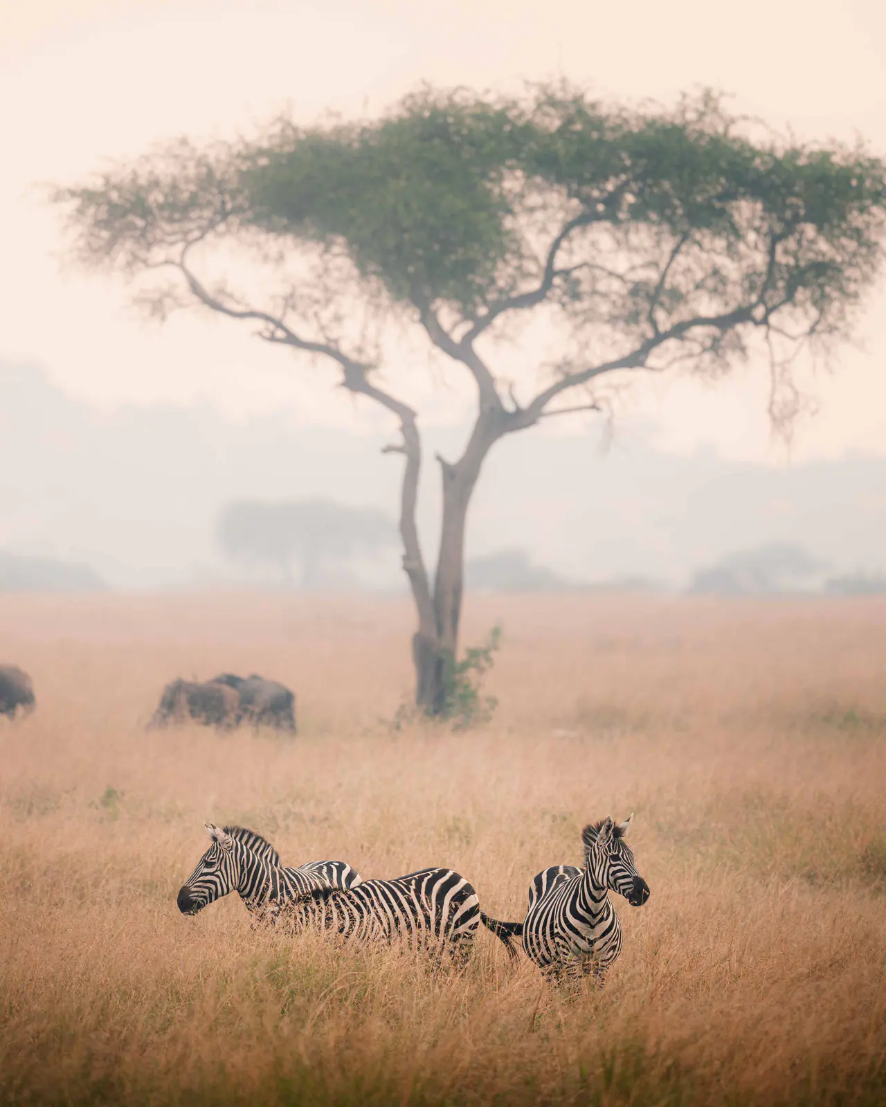 Plains zebra standing in the grass
