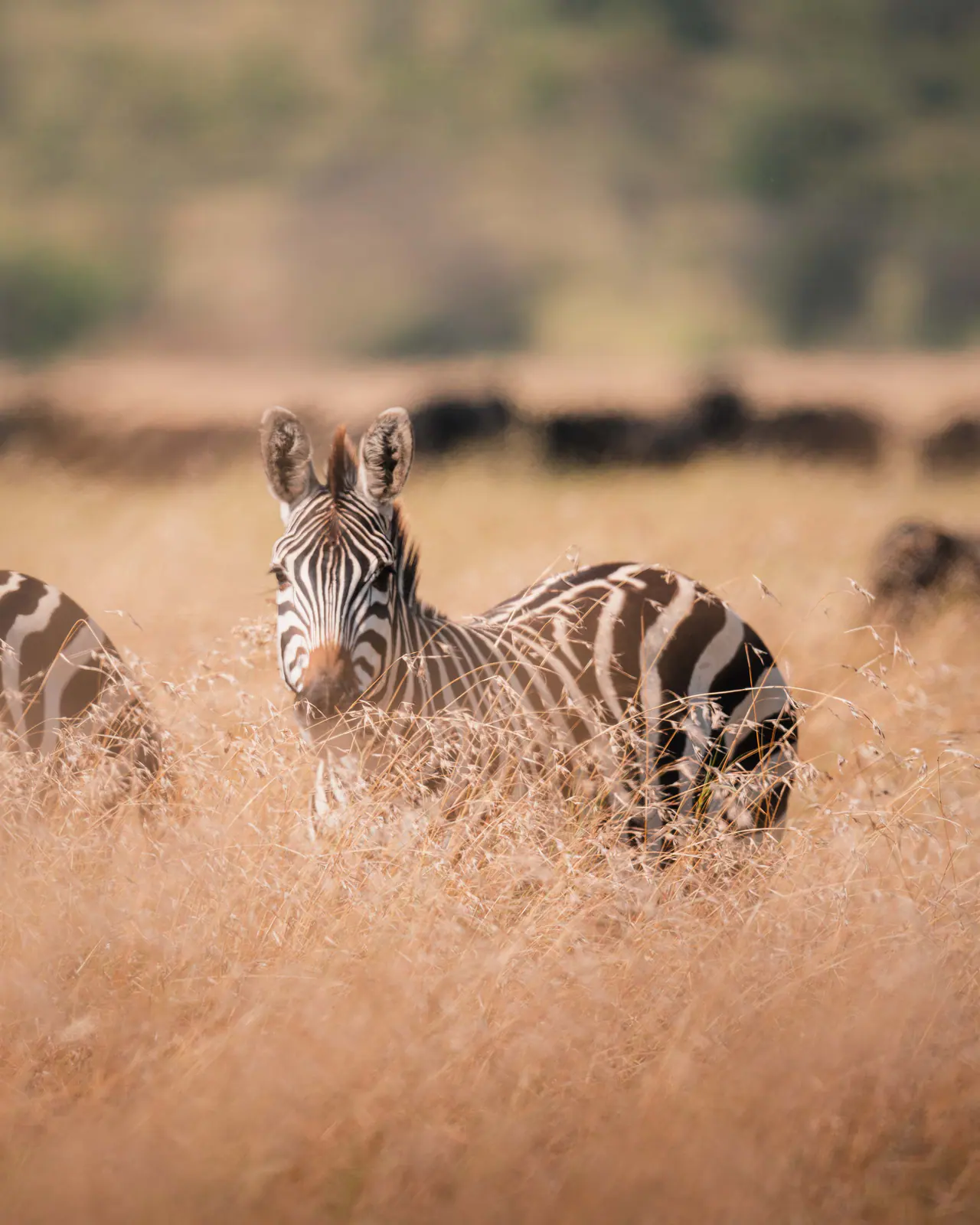 Steppenzebras im Gras