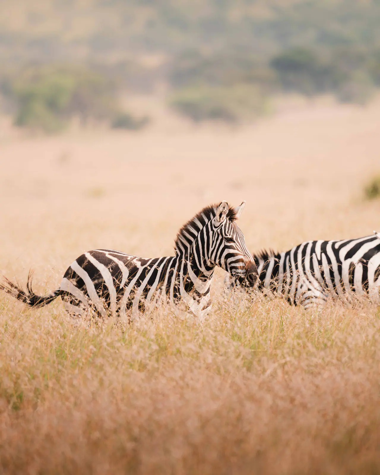 Zebre di pianura nell’erba