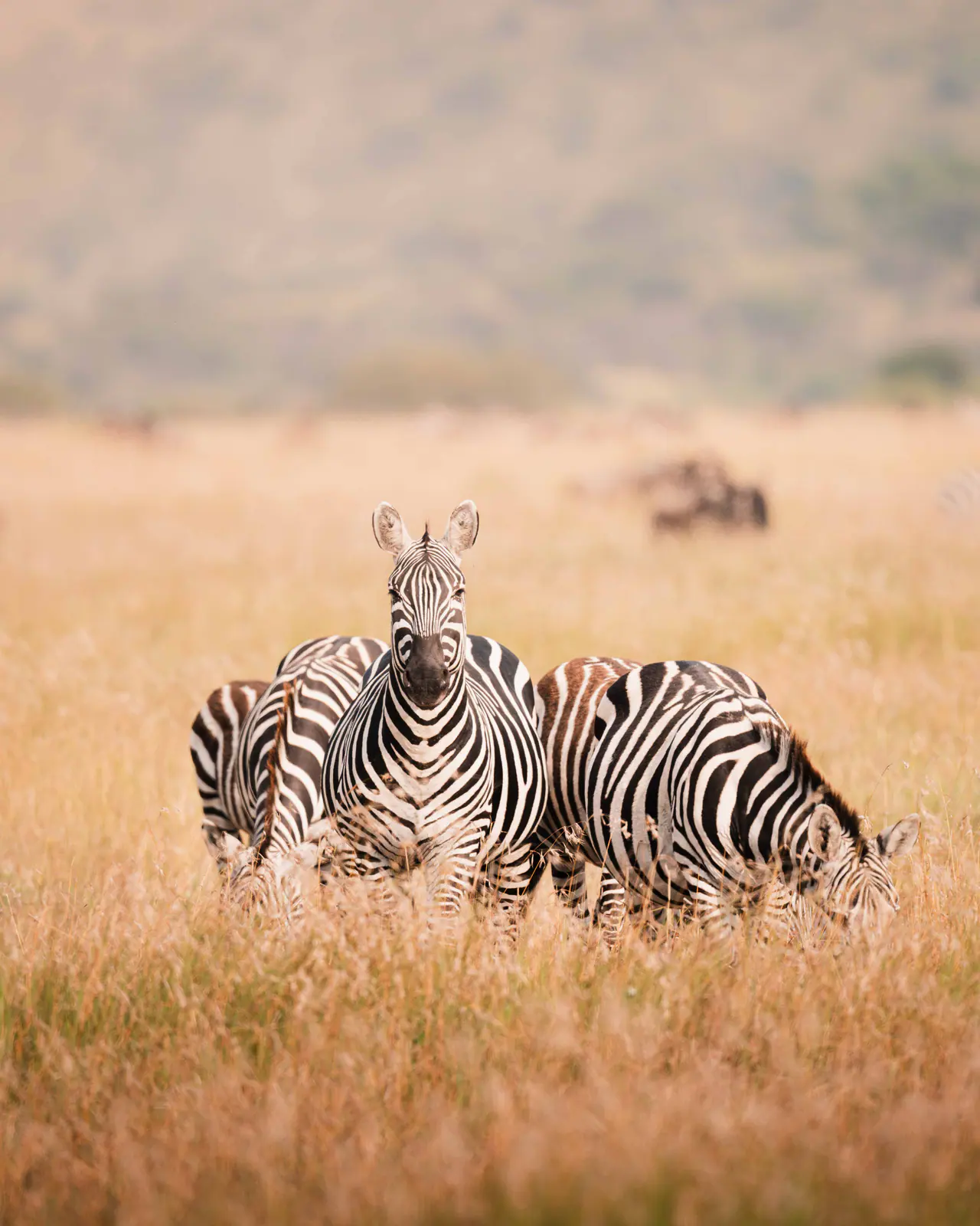 Zebre di pianura nell’erba