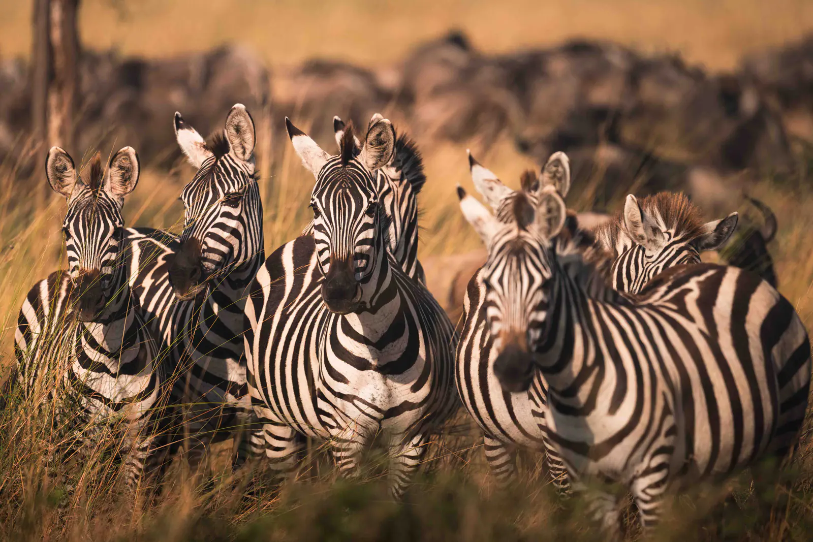 Zebre di pianura nell’erba