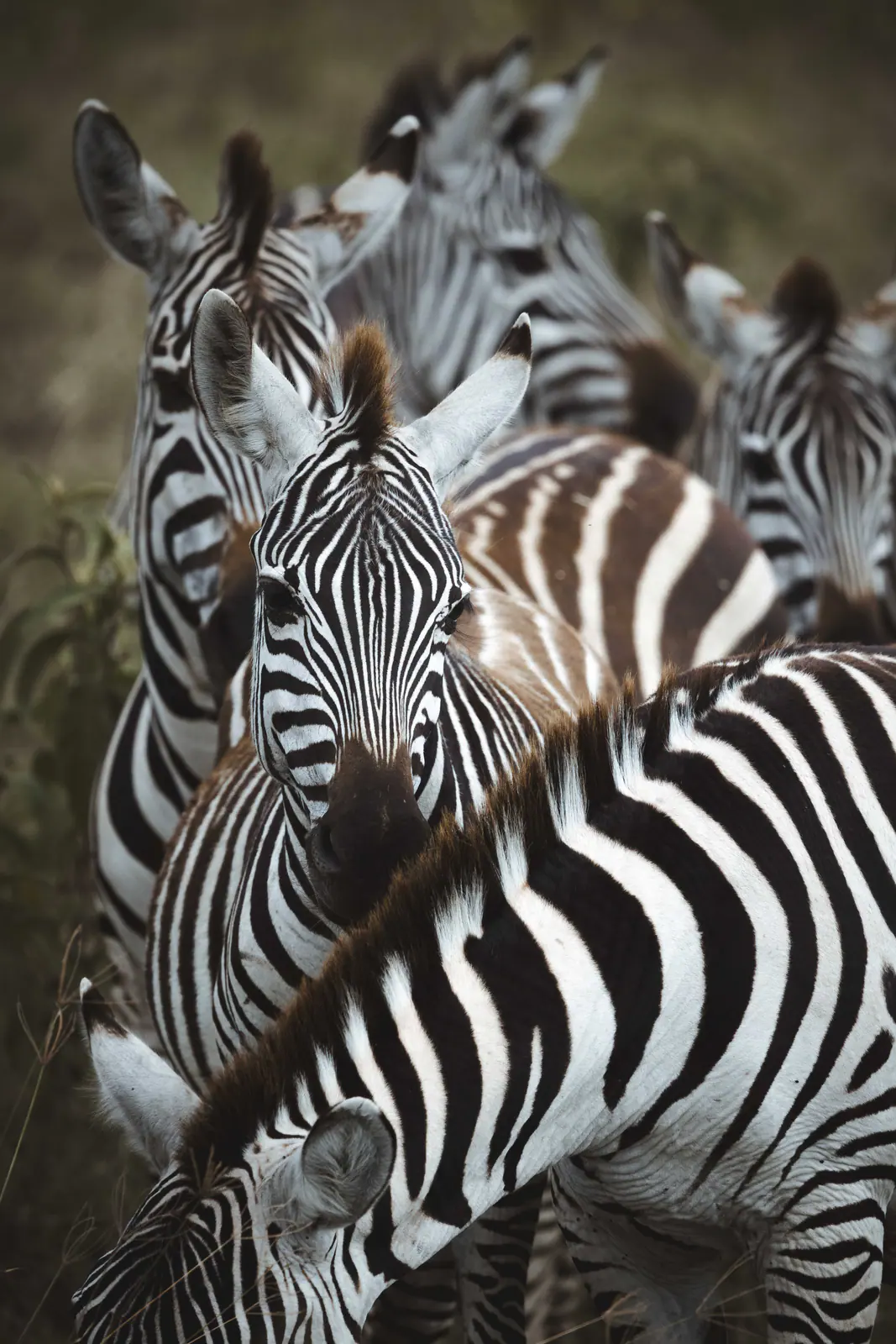 Plains zebra standing in the grass