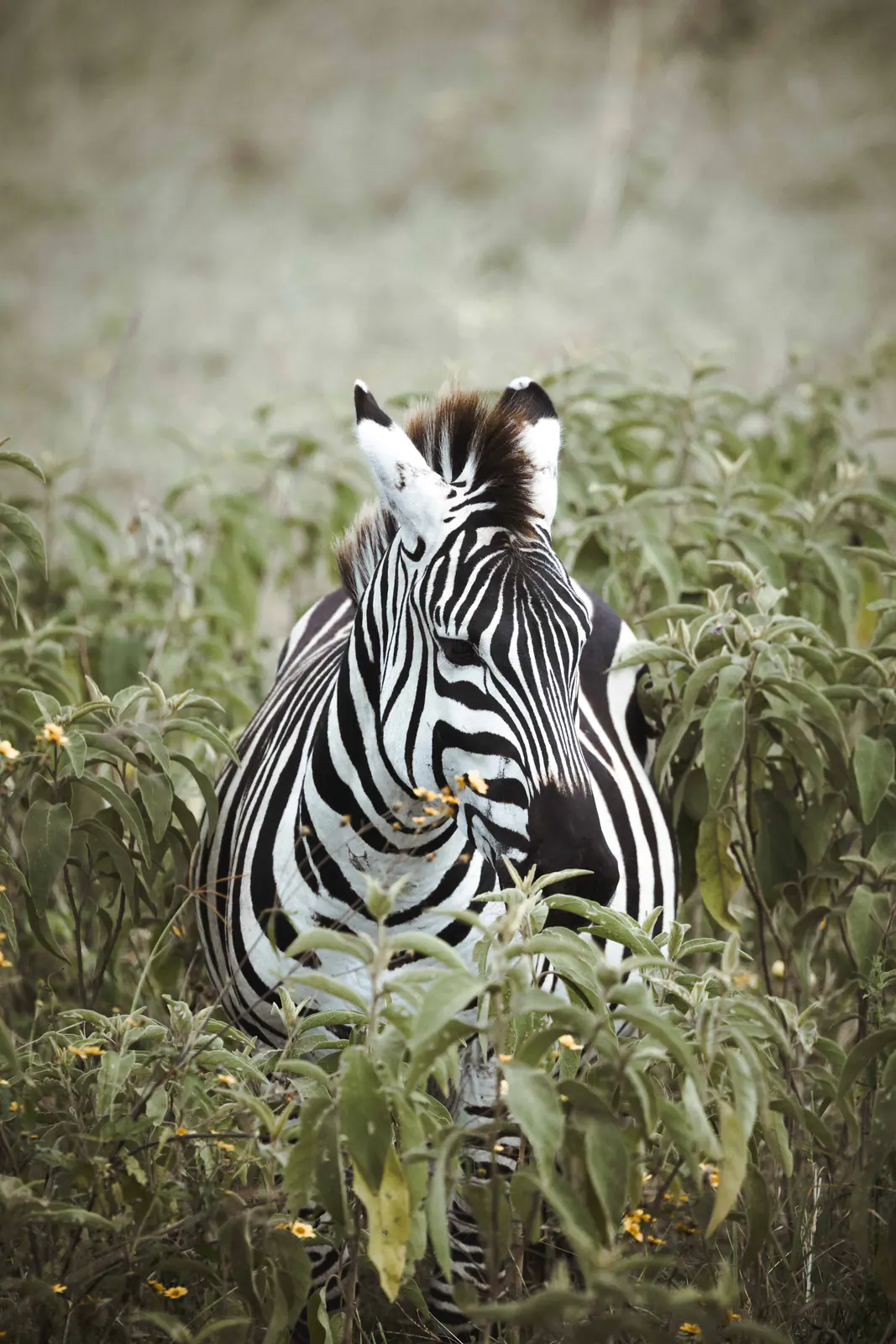Plains zebra standing in the grass