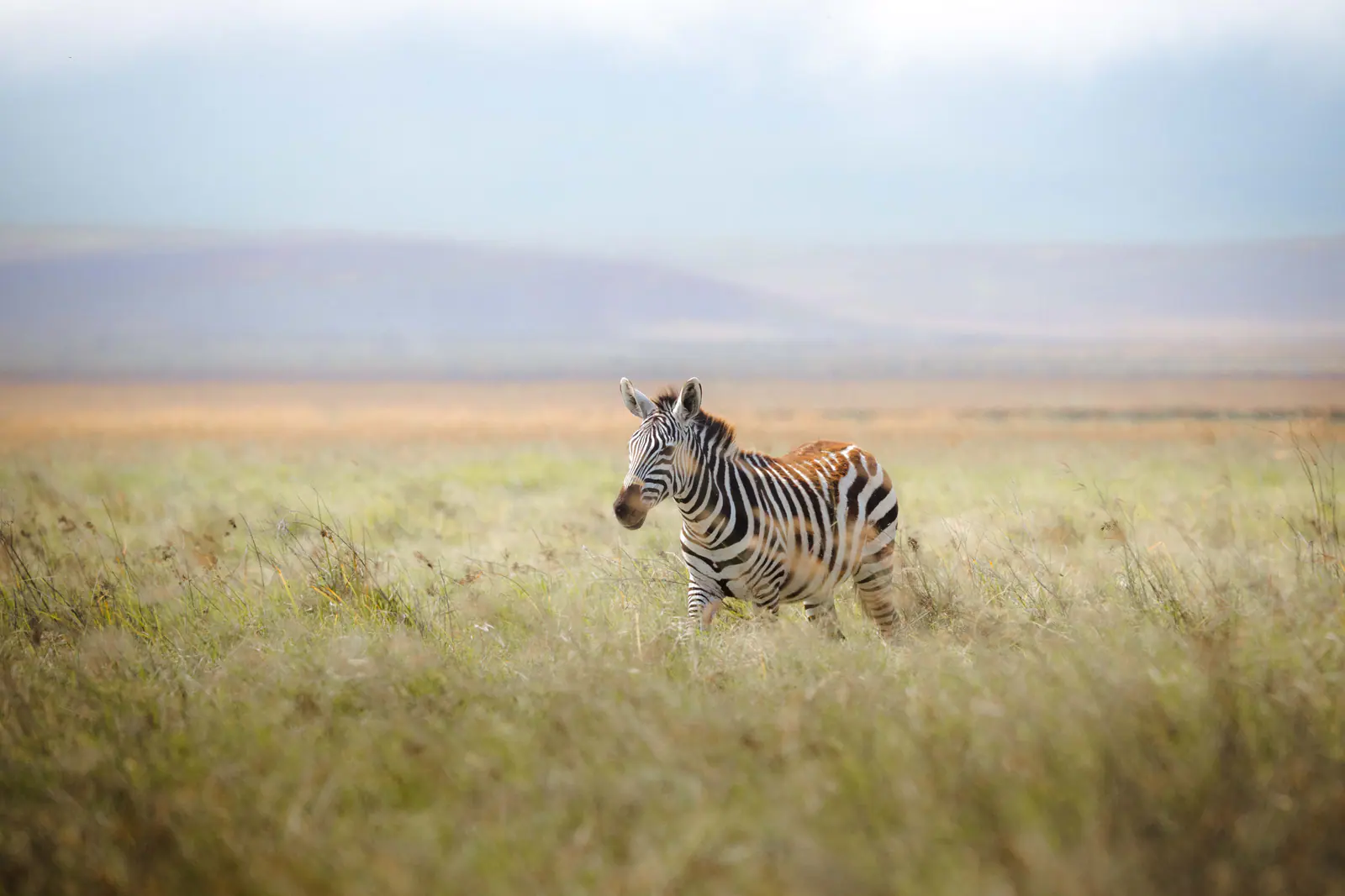 Steppenzebras im Gras