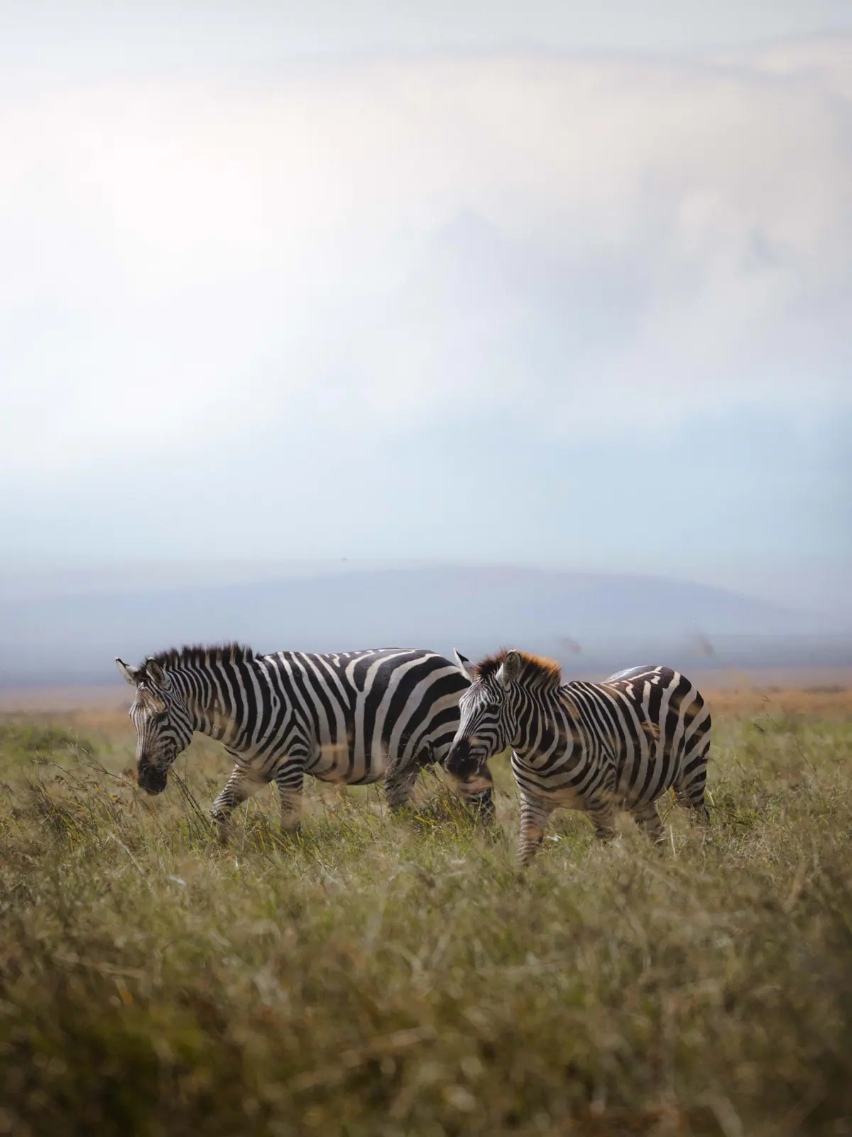 Plains zebra standing in the grass