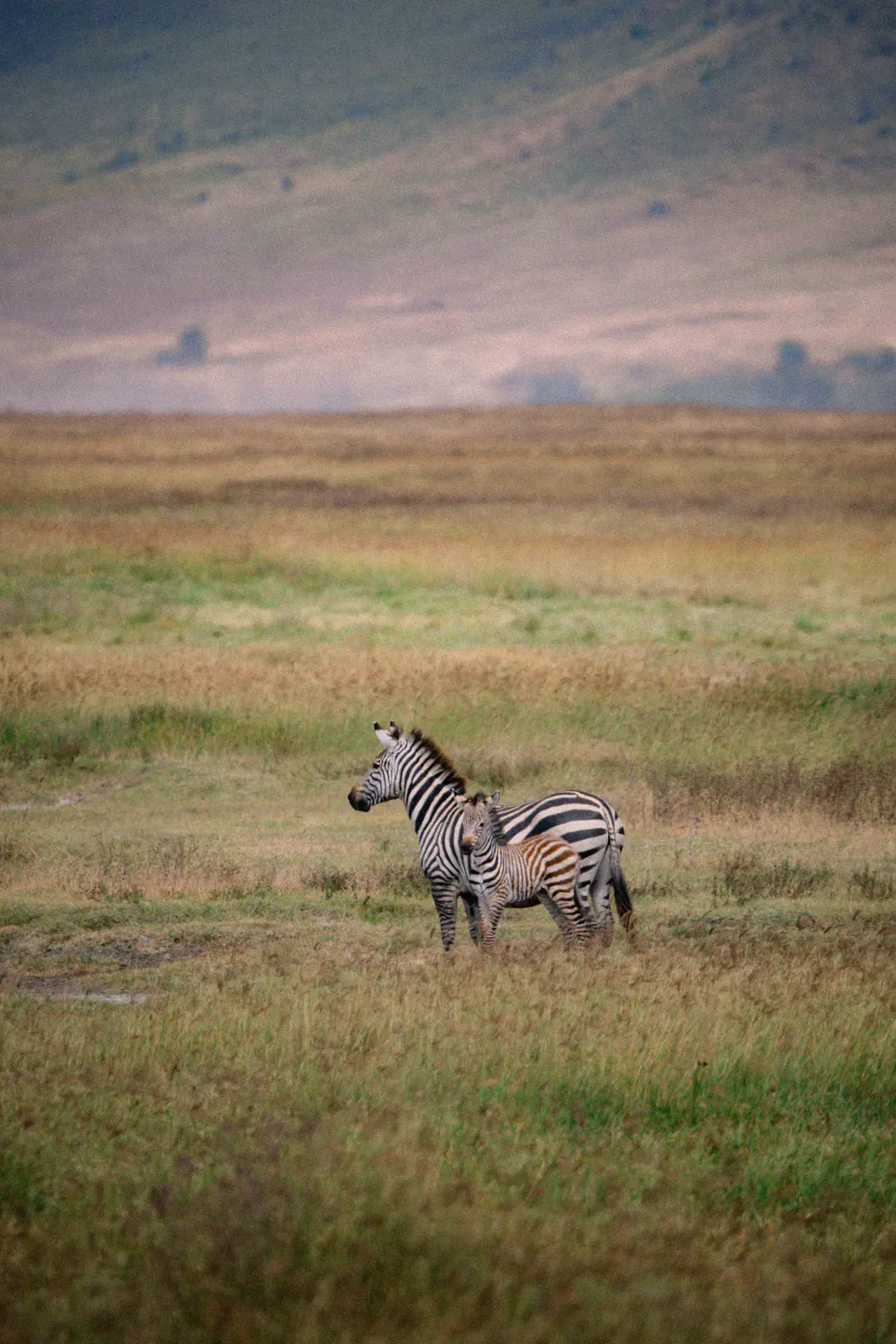 Plains zebra standing in the grass