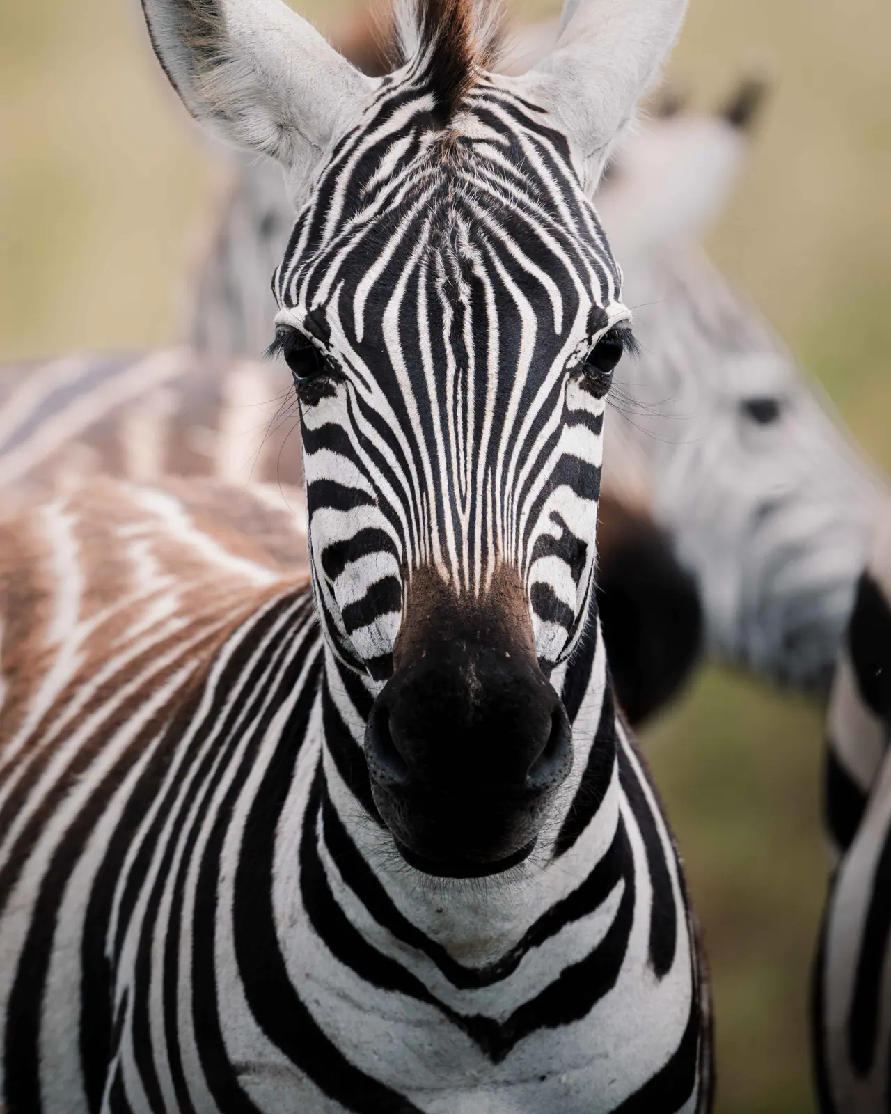 Plains zebra standing in the grass