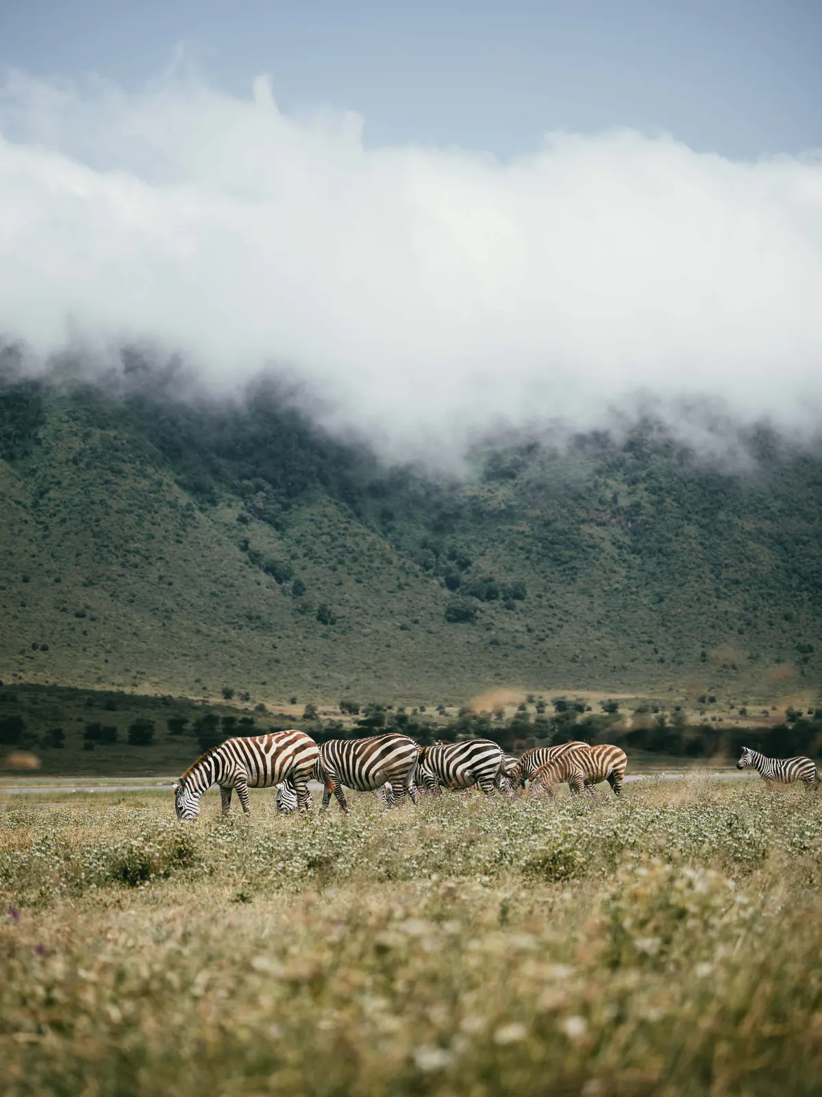 Plains zebra standing in the grass
