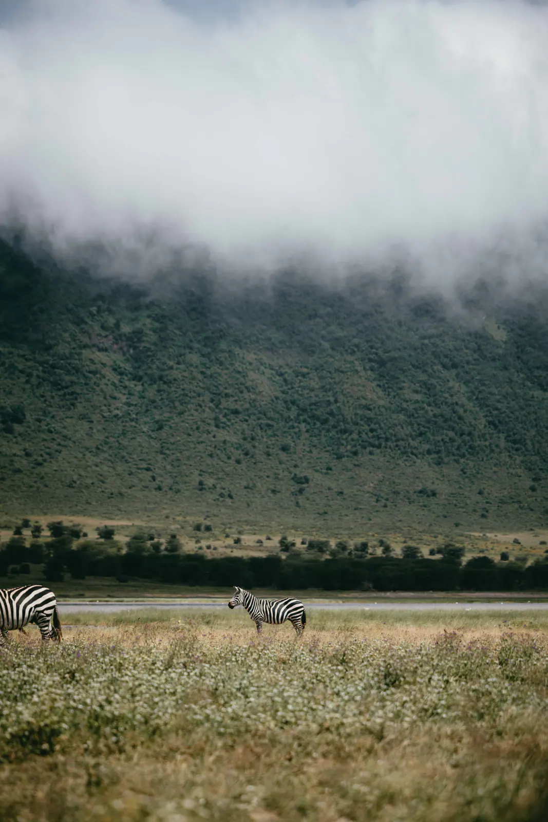 Steppenzebras im Gras
