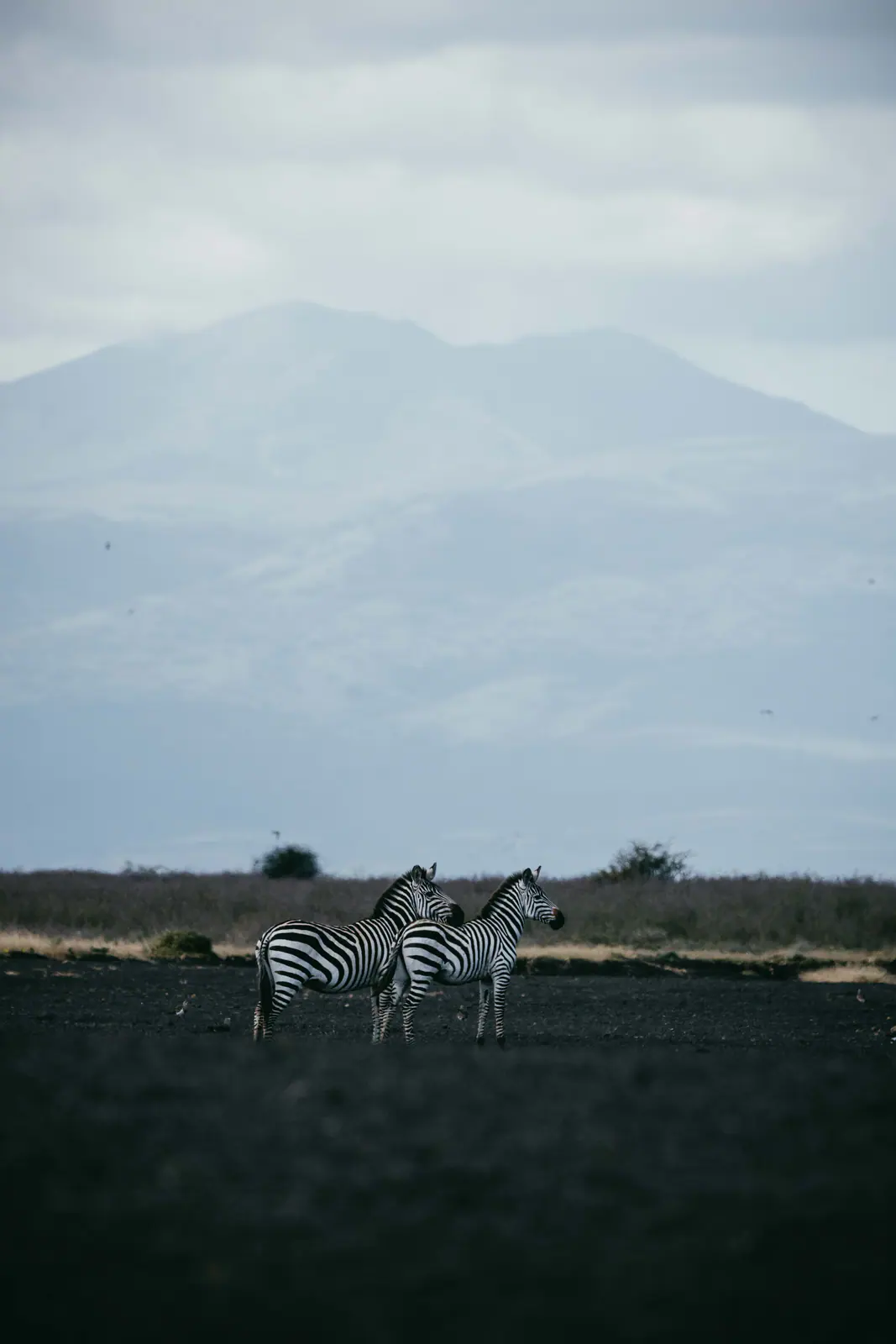 Steppenzebras im Gras