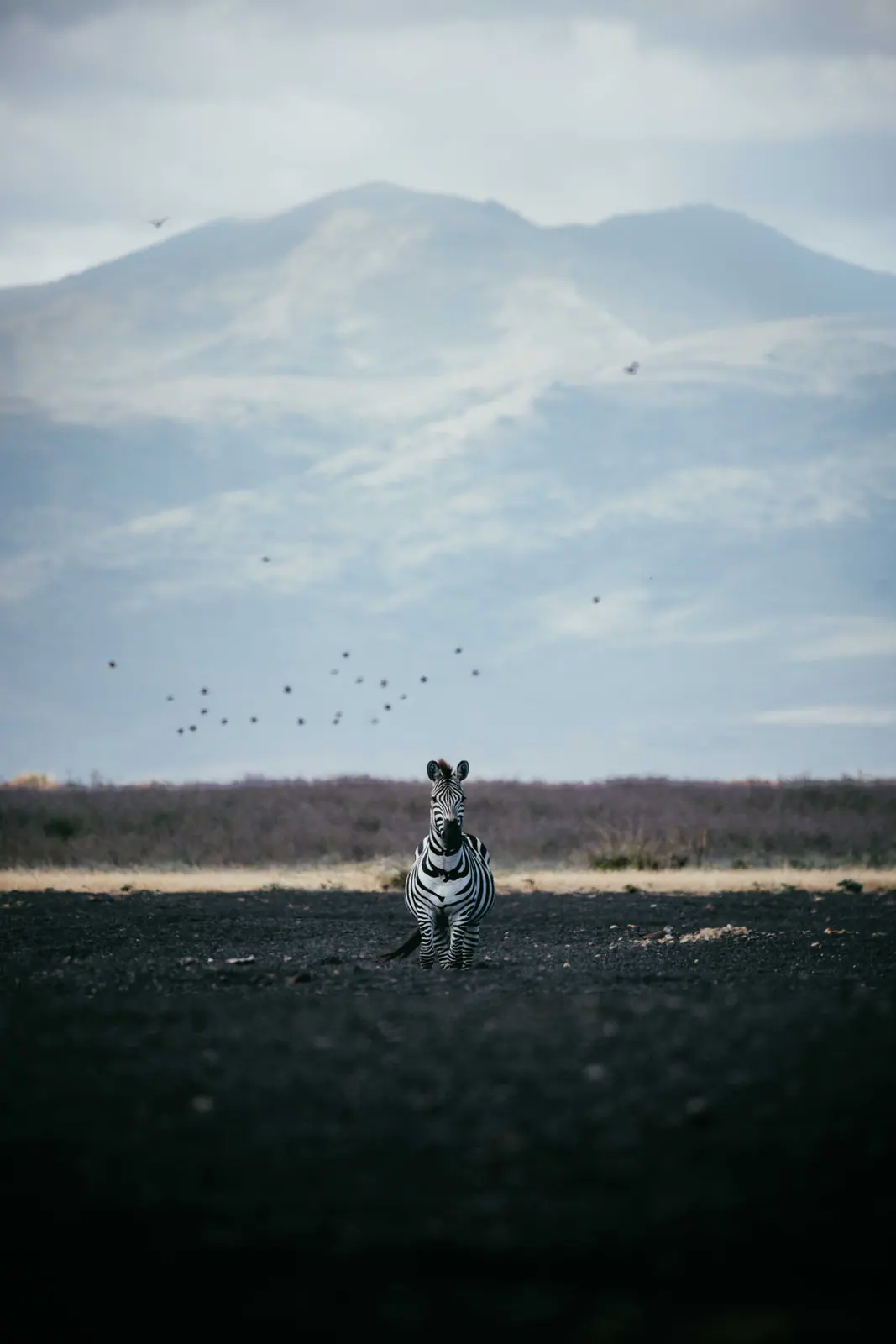 Steppenzebras im Gras
