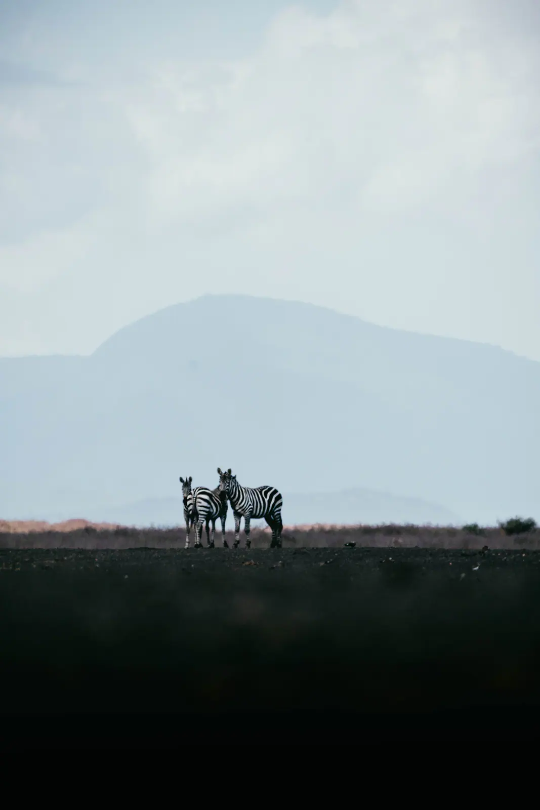 Zebre di pianura nell’erba
