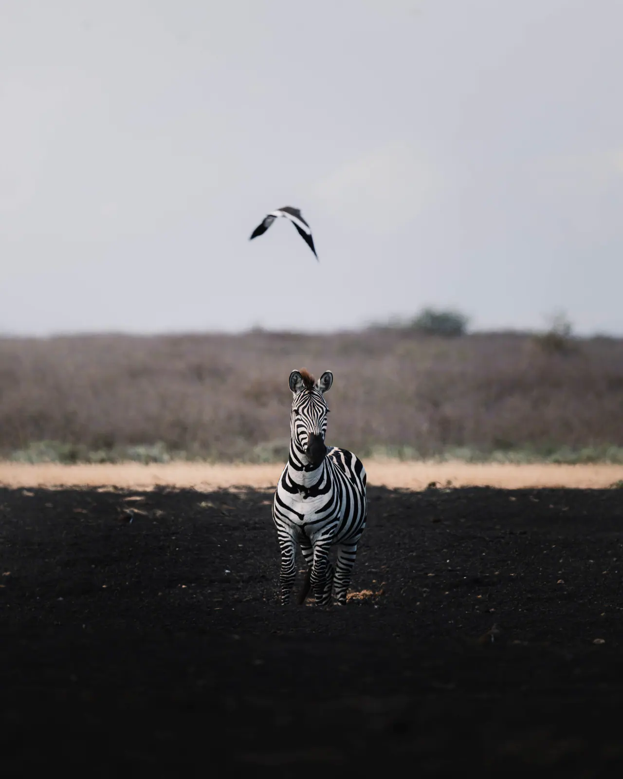 Zebre di pianura nell’erba
