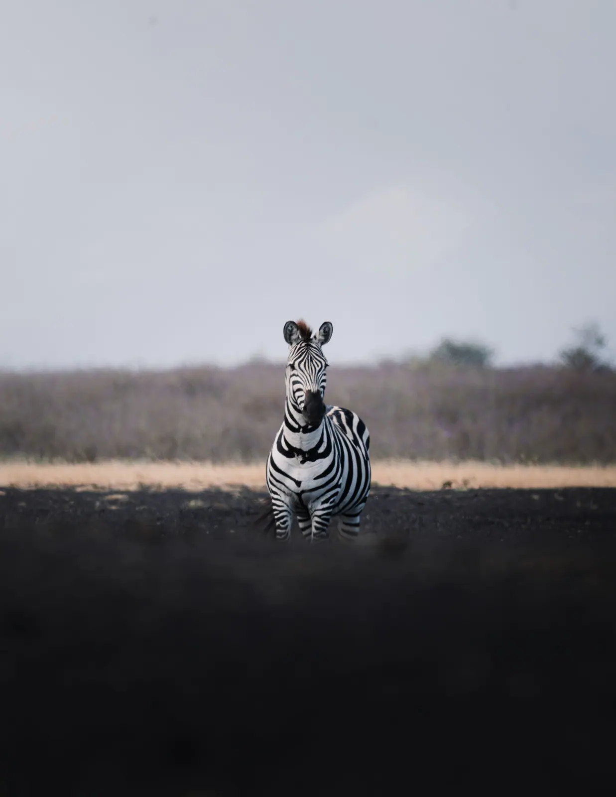 Zebre di pianura nell’erba