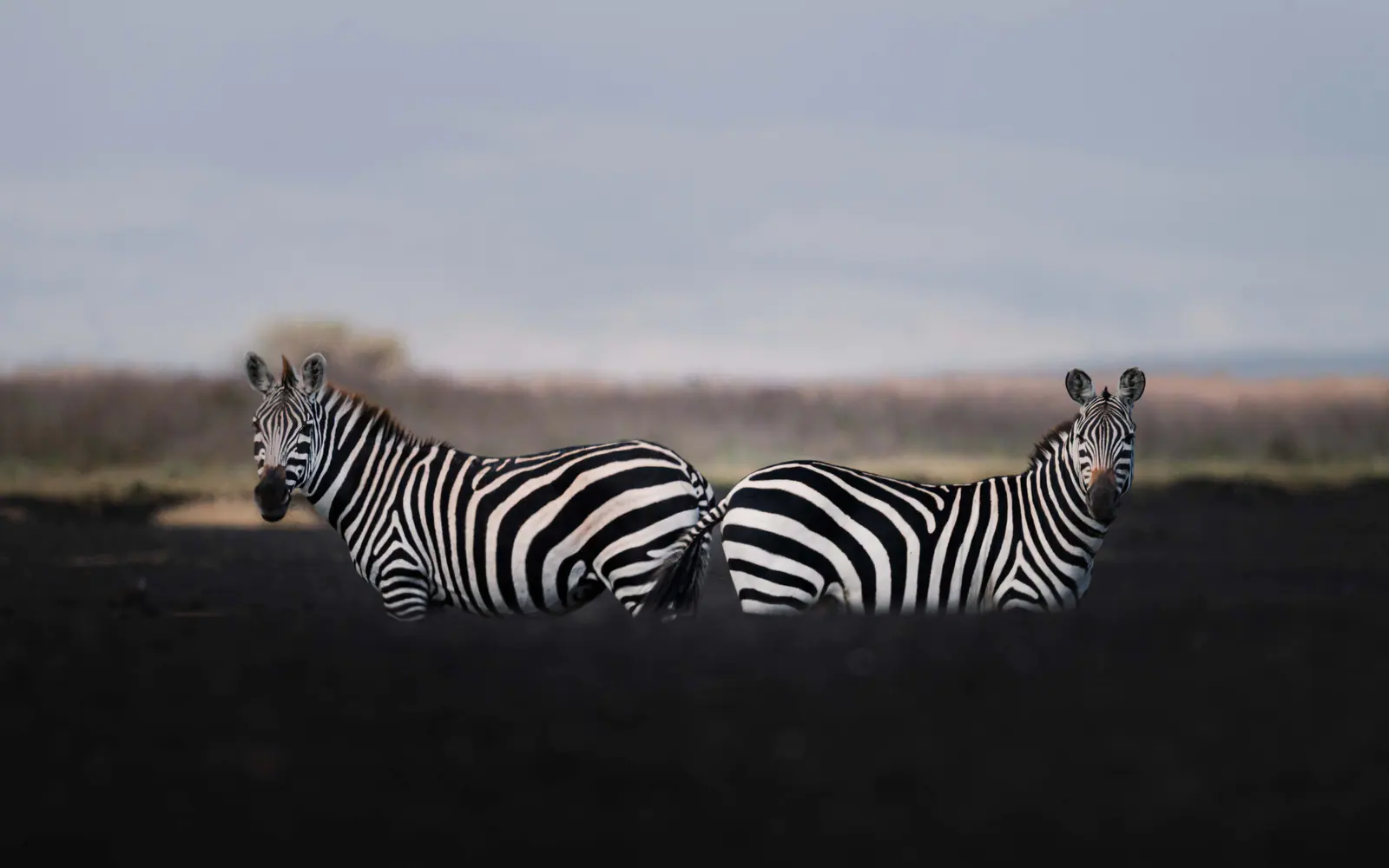Steppenzebras im Gras
