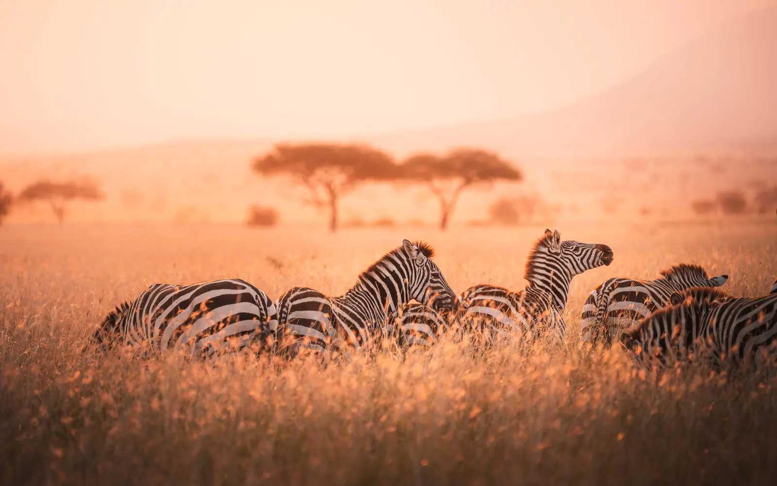 Zebras im warmen Dunstlicht der Morgendämmerung