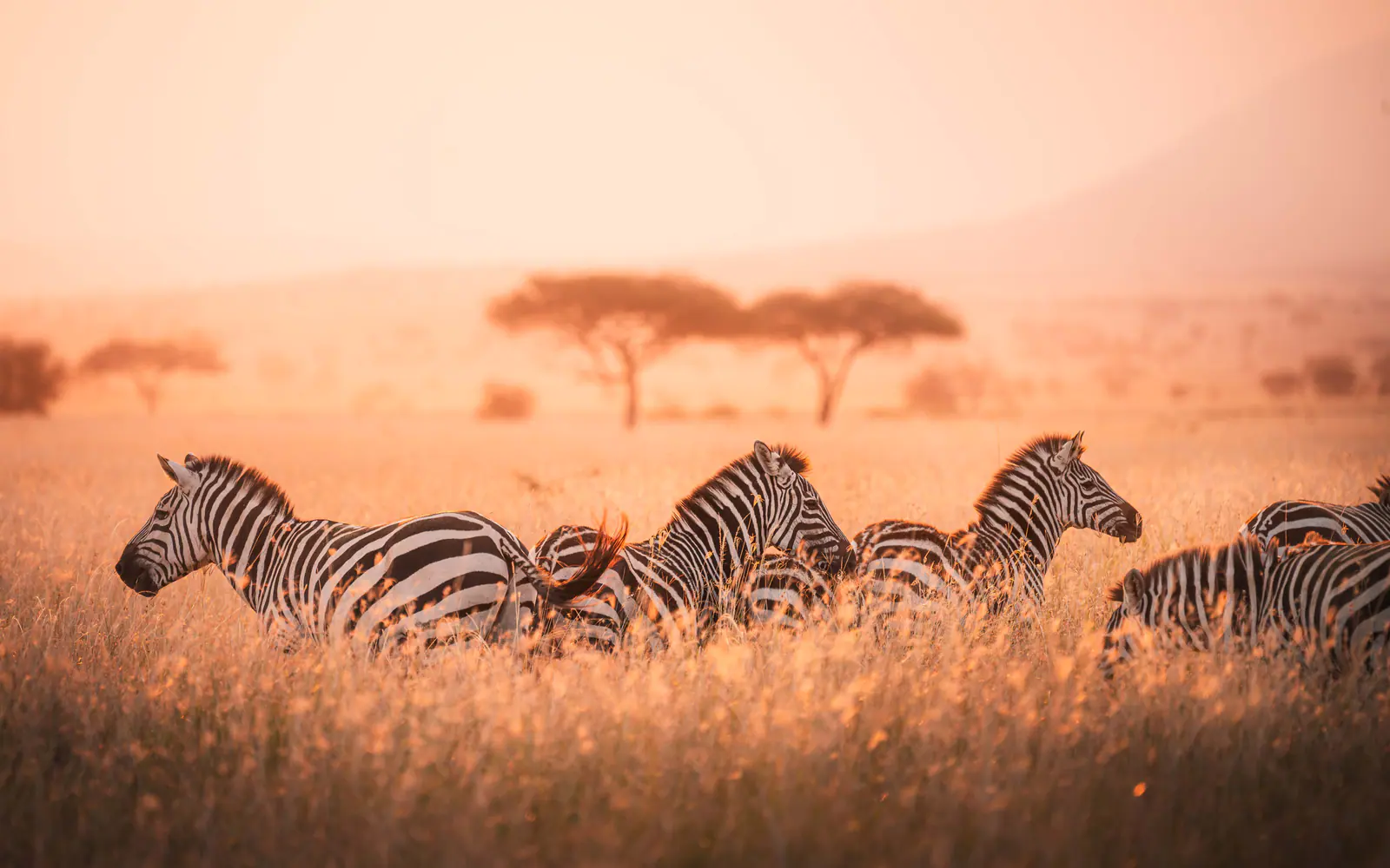 Zebre nella calda luce nebbiosa dell’alba