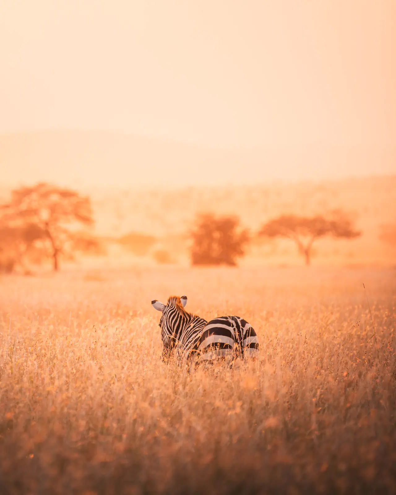 Zebre nella calda luce nebbiosa dell’alba