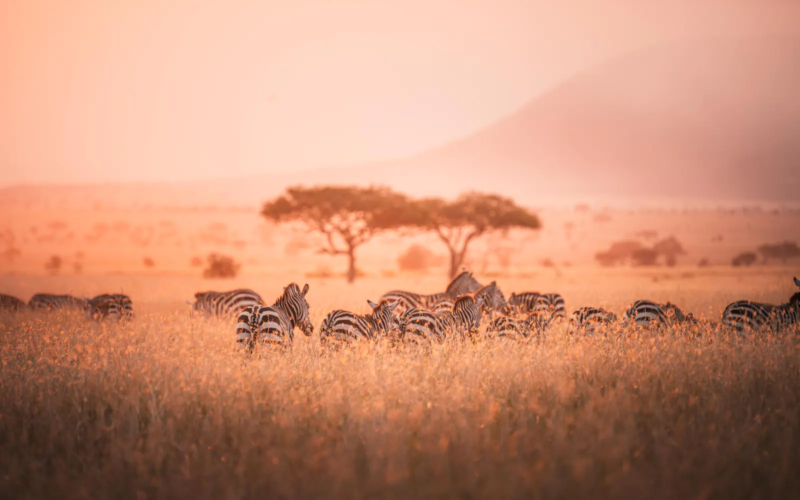 Zebre nella calda luce nebbiosa dell’alba