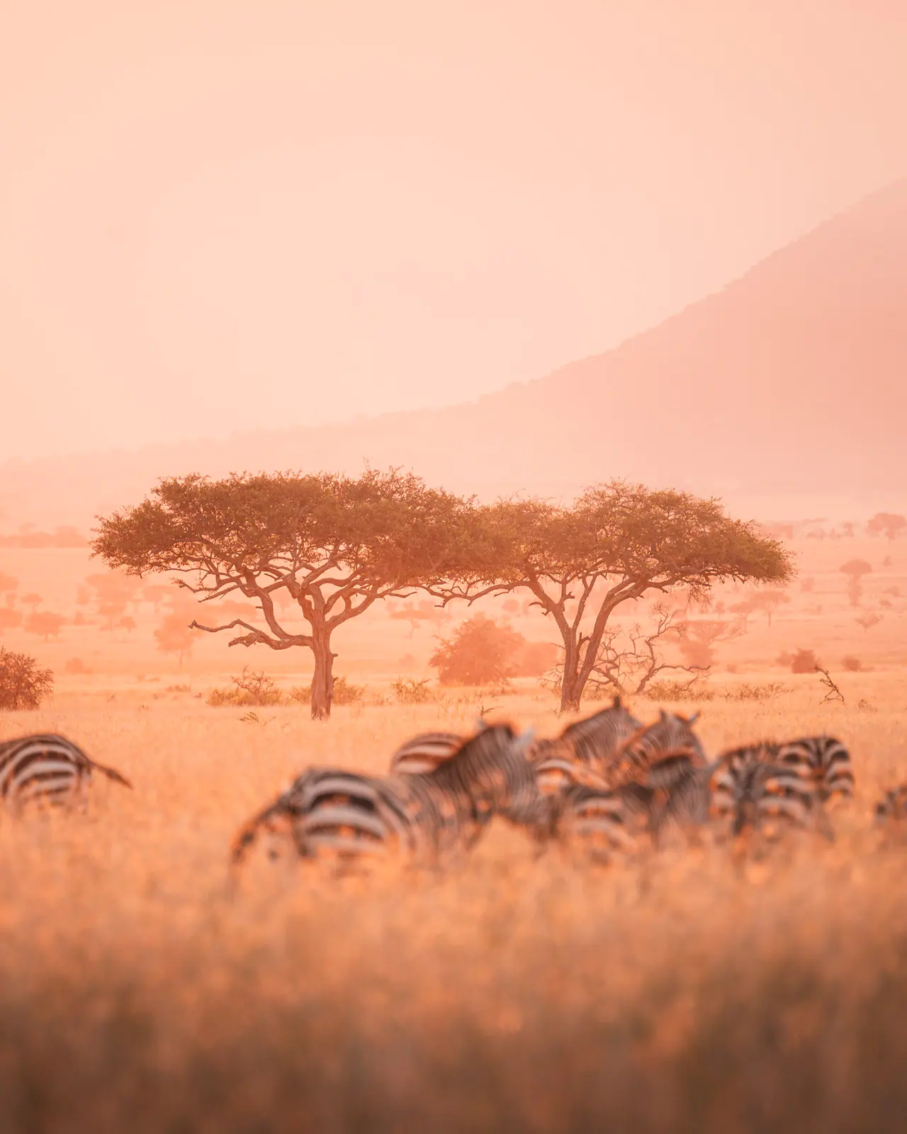 Zebre nella calda luce nebbiosa dell’alba