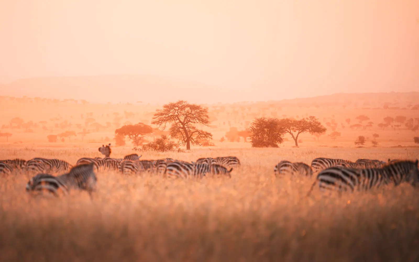 Zebras im warmen Dunstlicht der Morgendämmerung