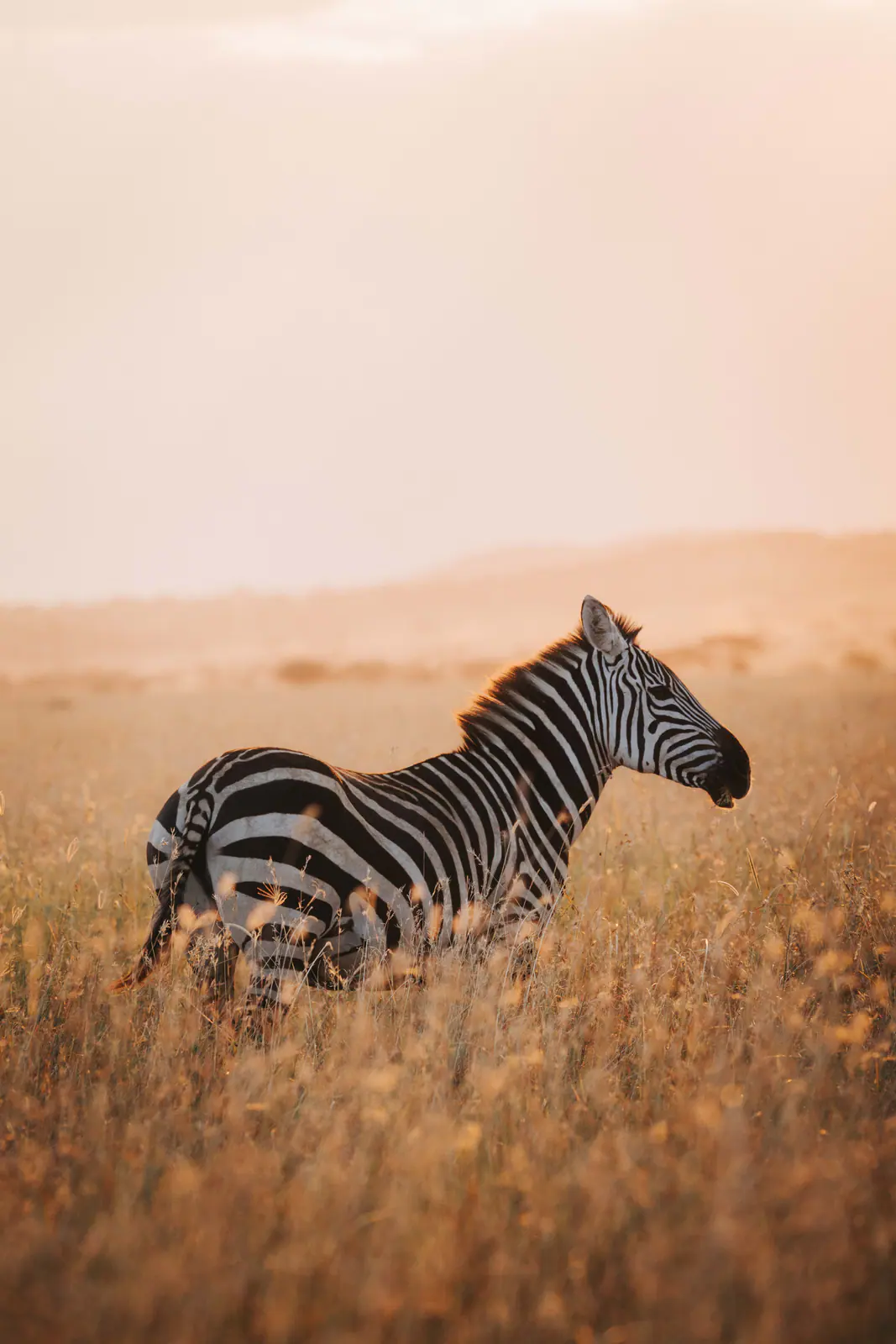 Zebras im warmen Dunstlicht der Morgendämmerung