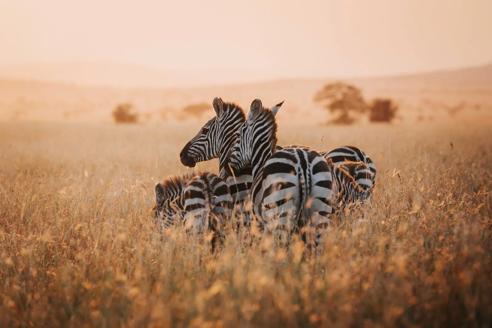 Zebre nella calda luce nebbiosa dell’alba